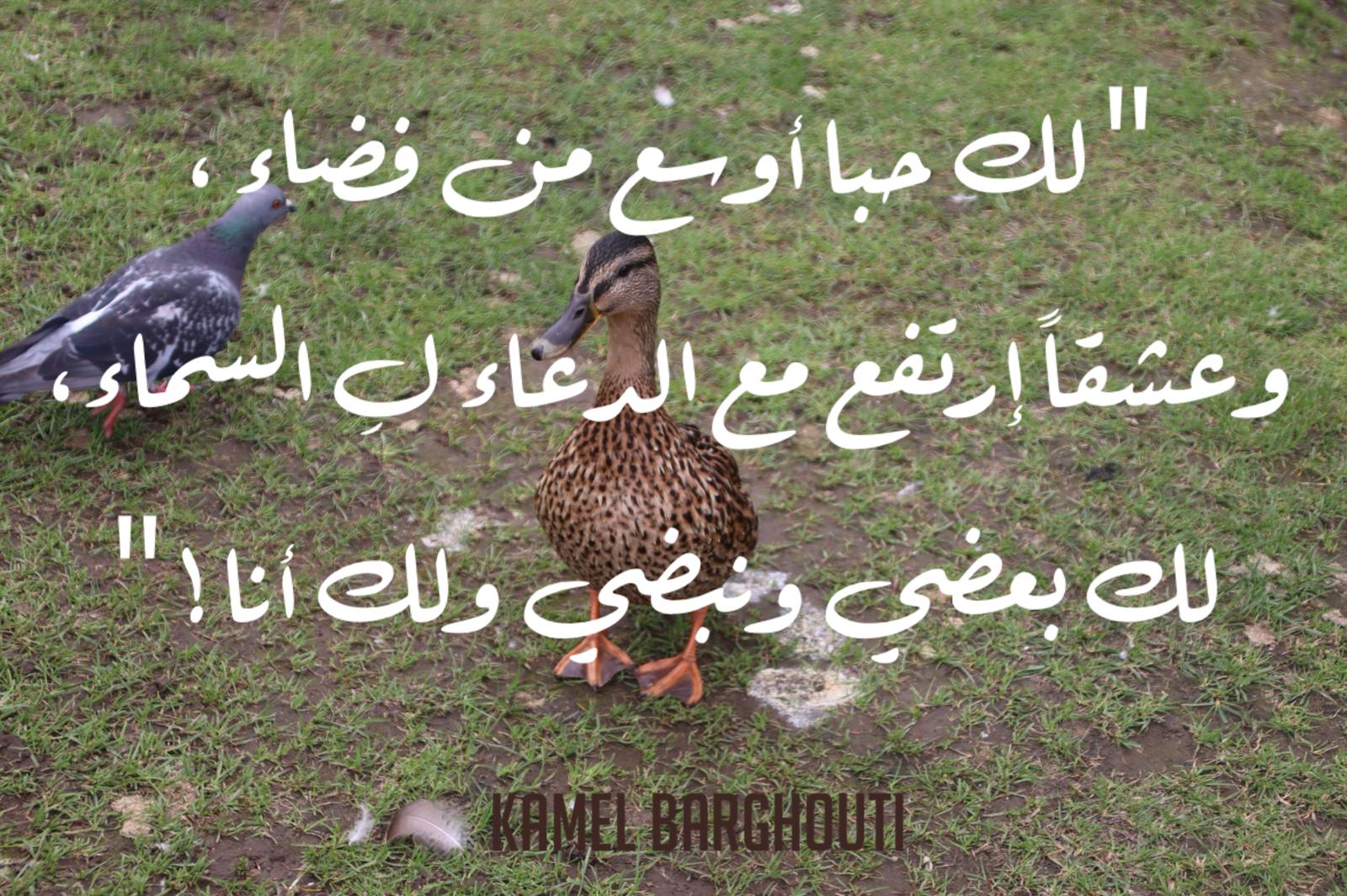 حب وحنين – اقتباس 649