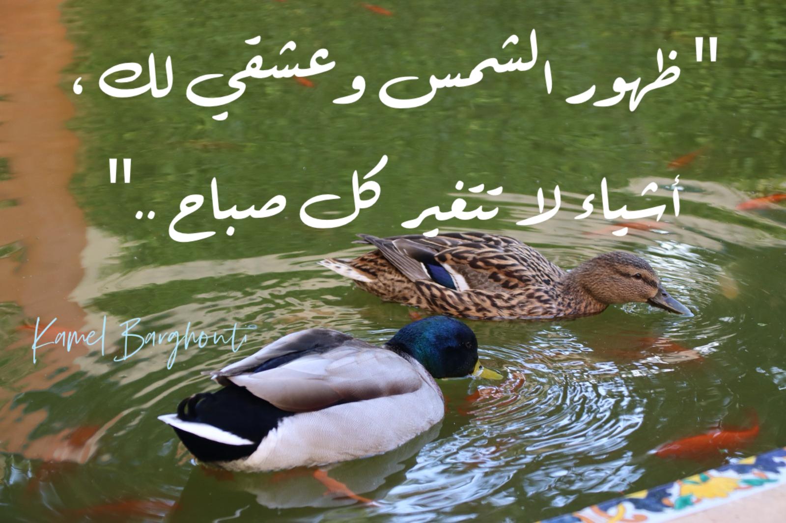 حب وحنين – اقتباس 648