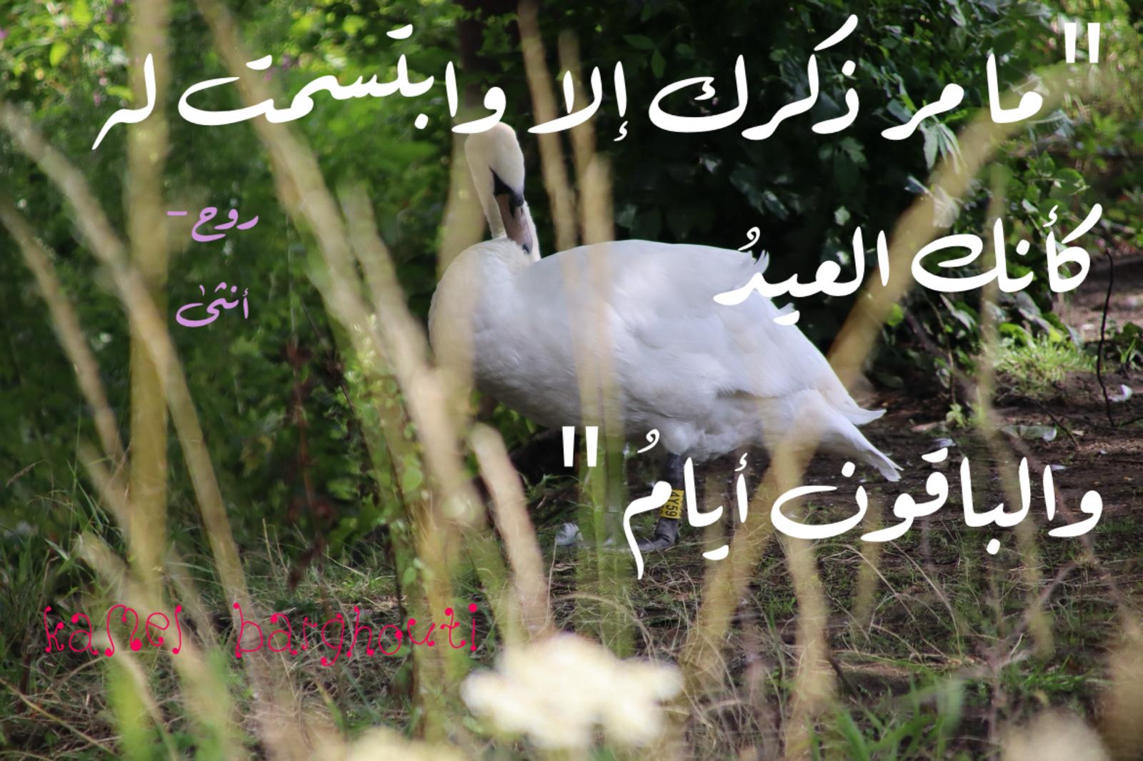حب وحنين – اقتباس 635