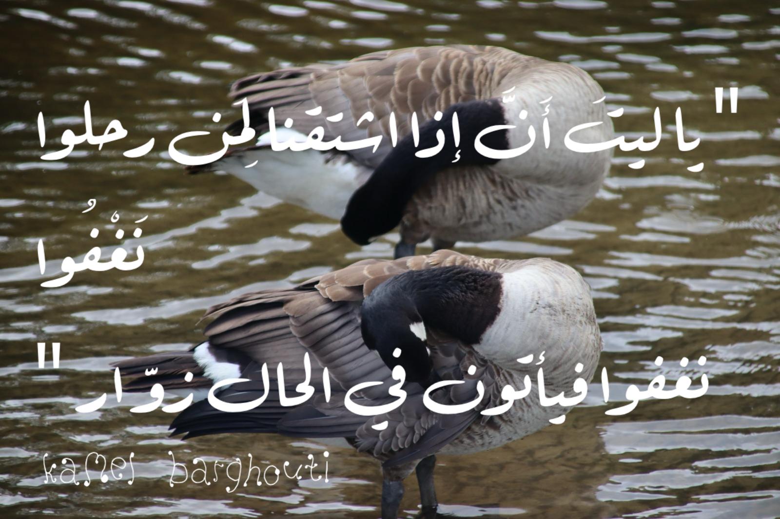 حب وحنين – اقتباس 628