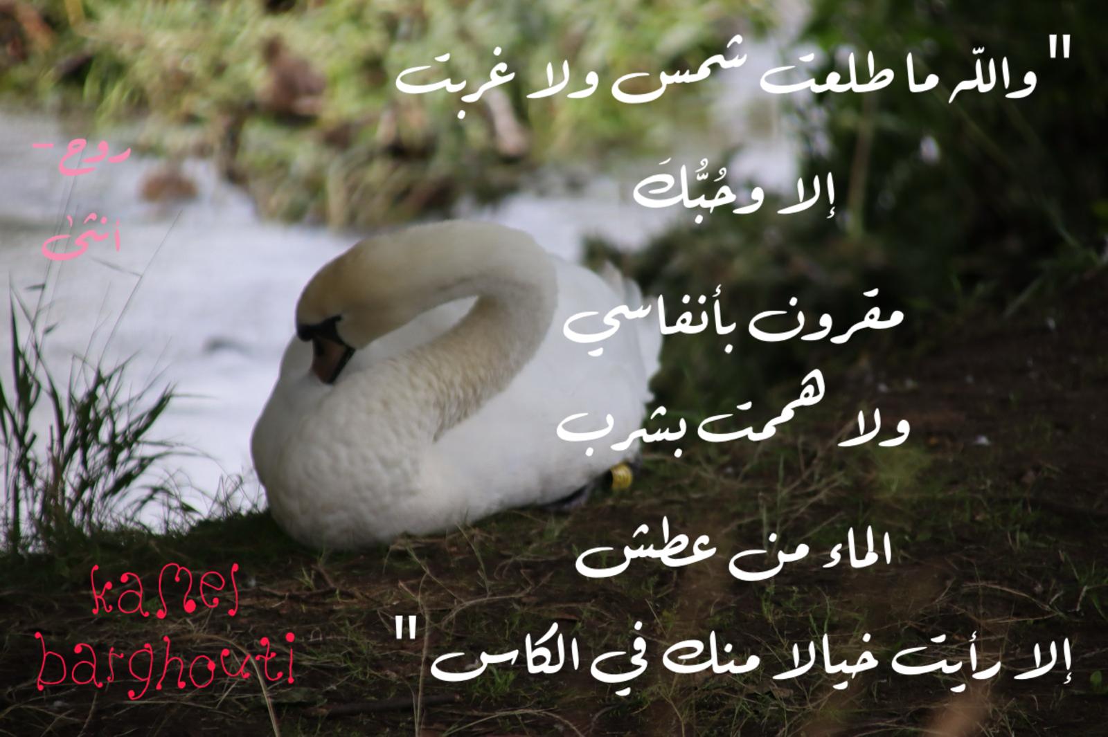 حب وحنين – اقتباس 634