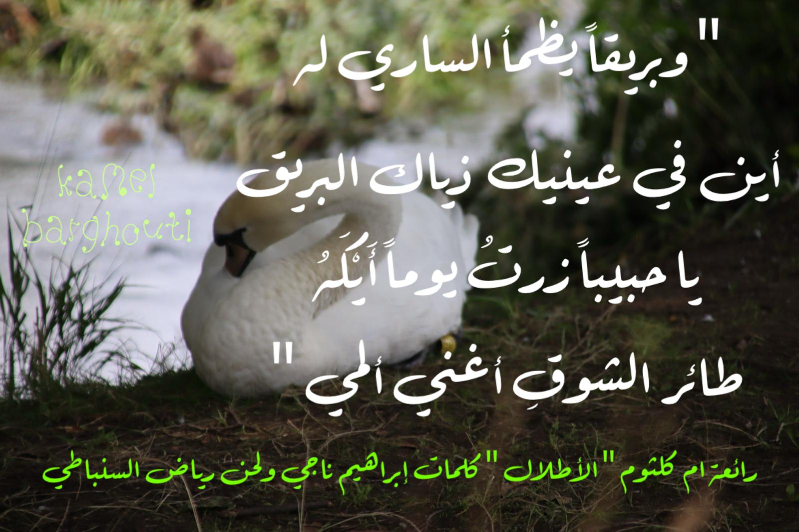 حب وحنين – اقتباس 617