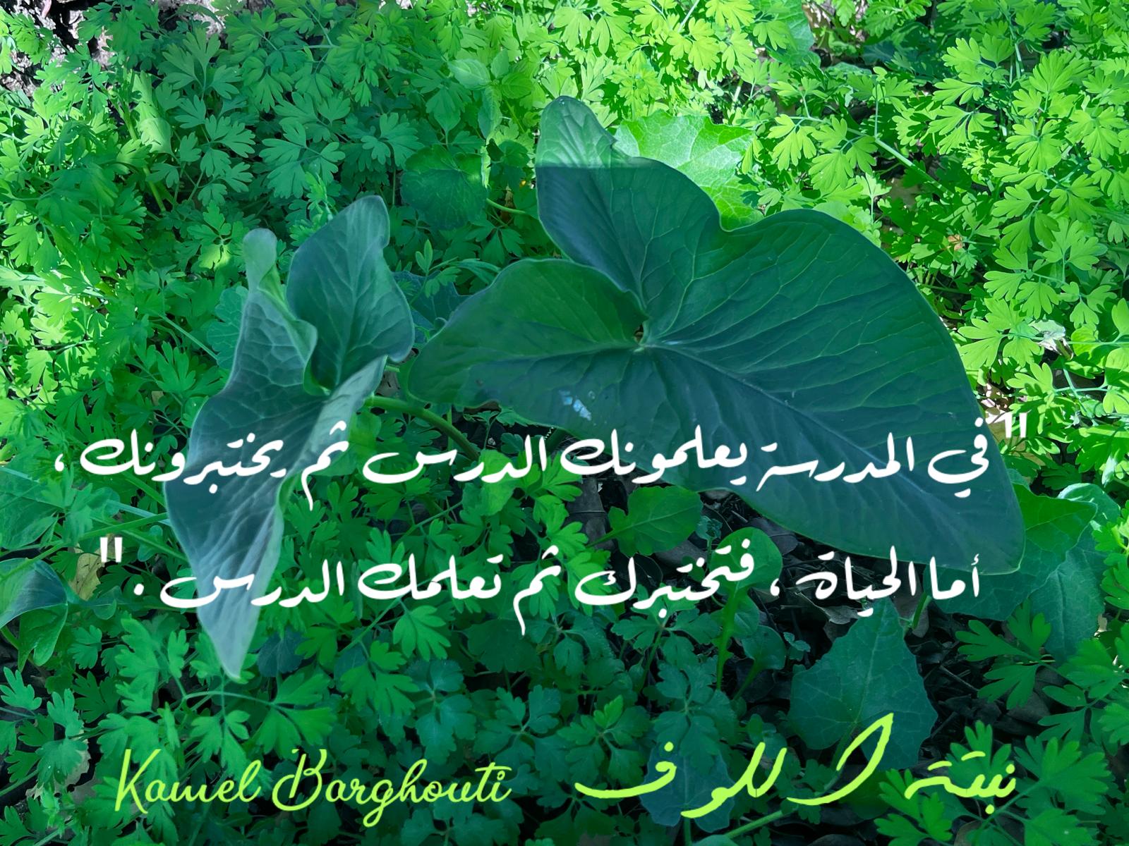 حكمة – اقتباس 385
