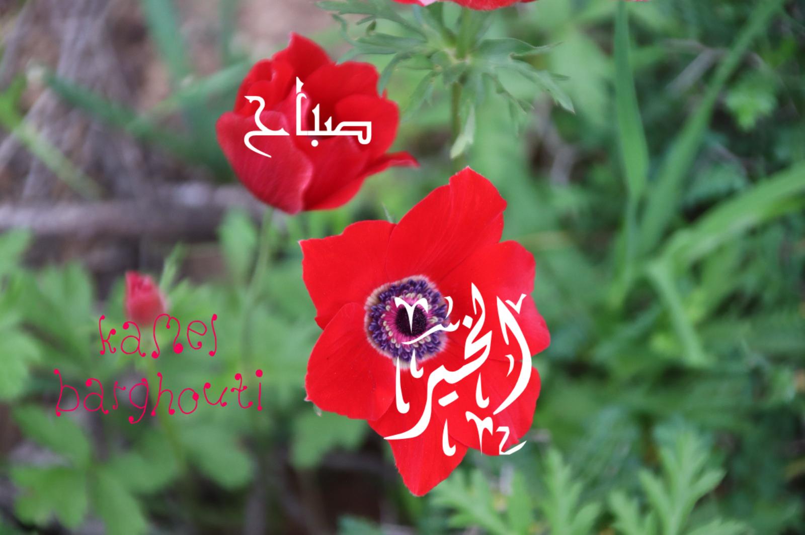 التحيات والتمنيات – اقتباس 85