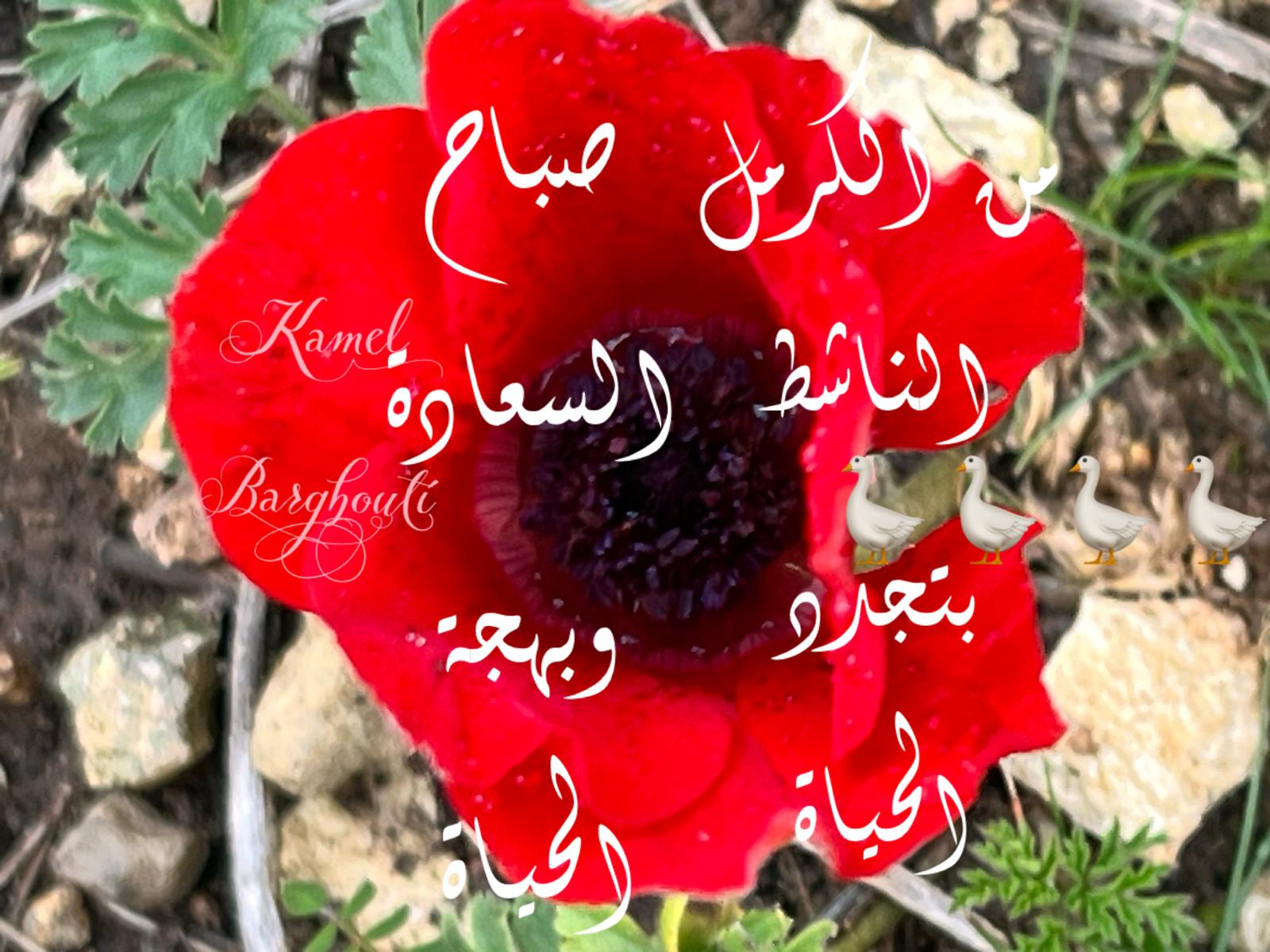 التحيات والتمنيات – اقتباس 94