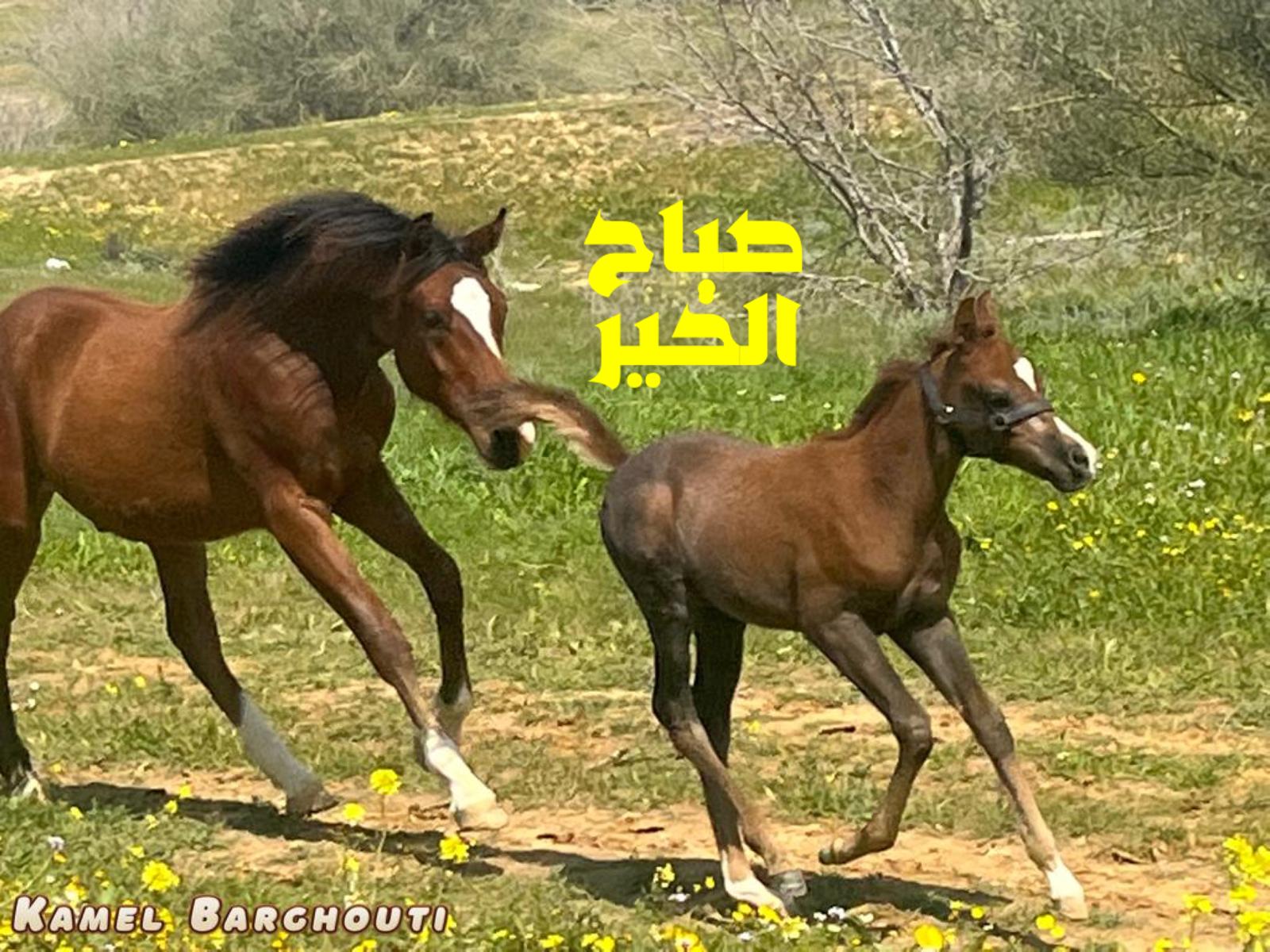 التحيات والتمنيات – اقتباس 59