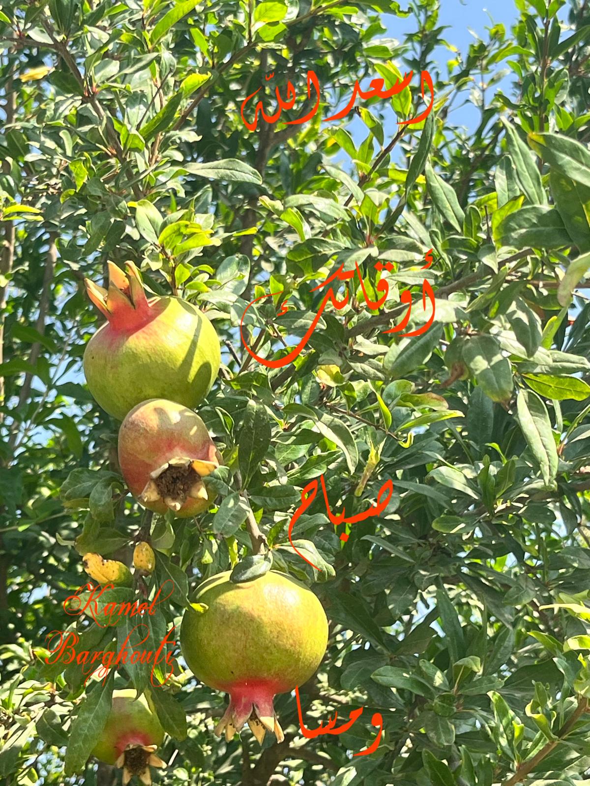 صباح الخير – اقتباس 142