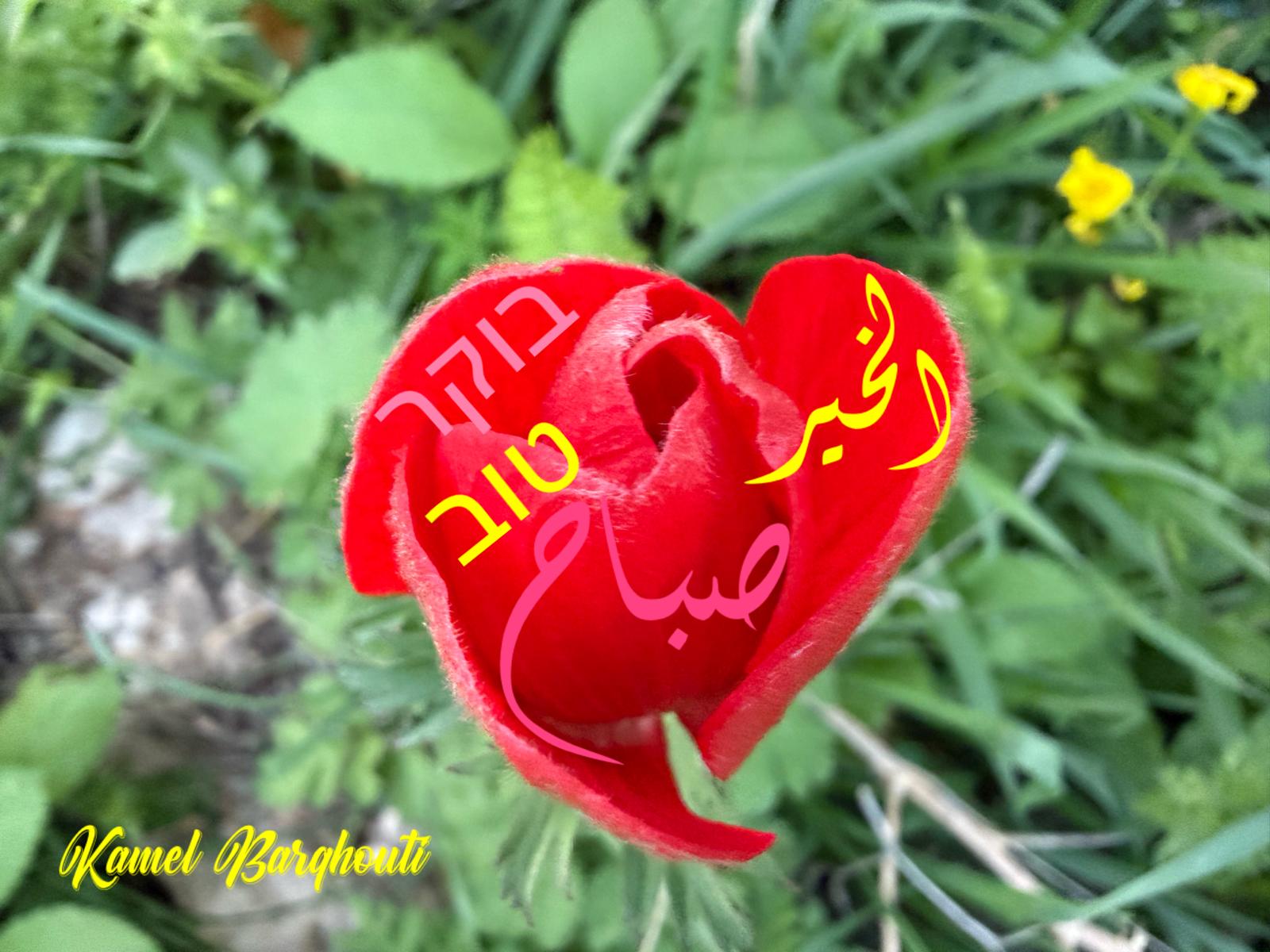 العبرية والأنجليزية – اقتباس 35