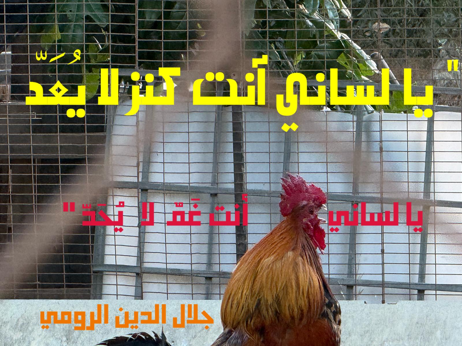 حكمة – اقتباس 334