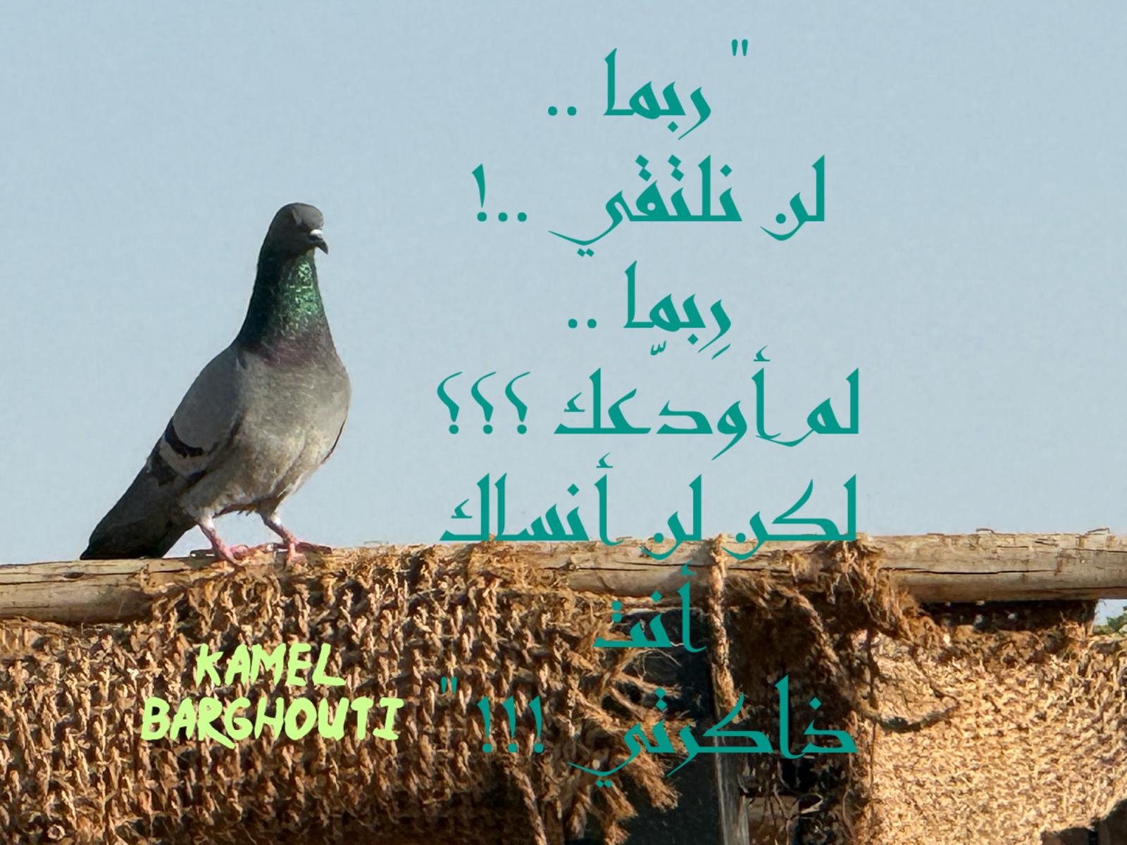حب وحنين – اقتباس 578