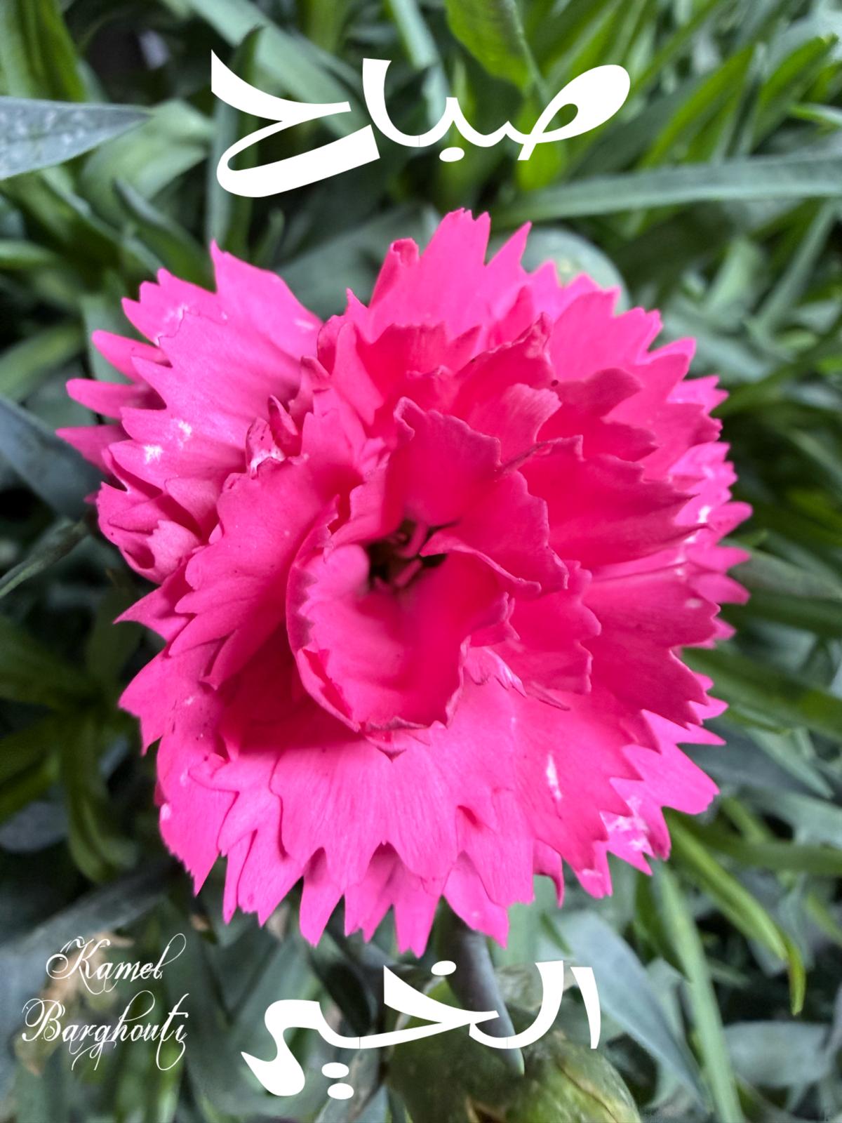 صباح الخير – اقتباس 124