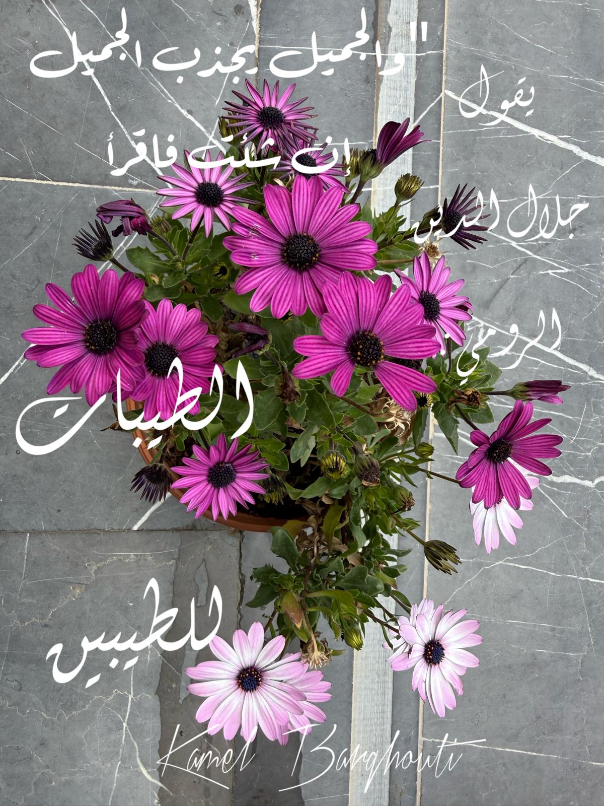 كلام جميل – اقتباس 627