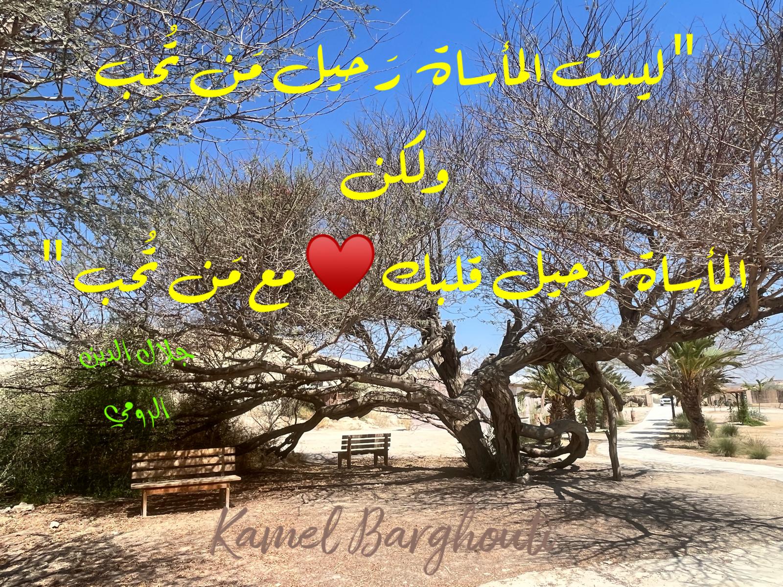 حب وحنين – اقتباس 563