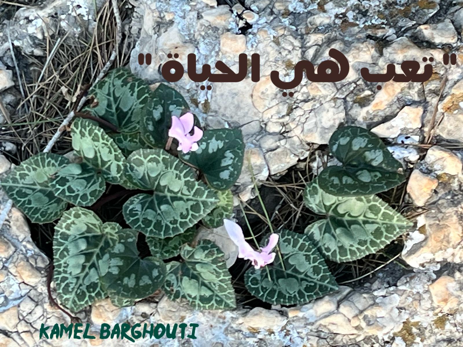 كلام جميل – اقتباس 617