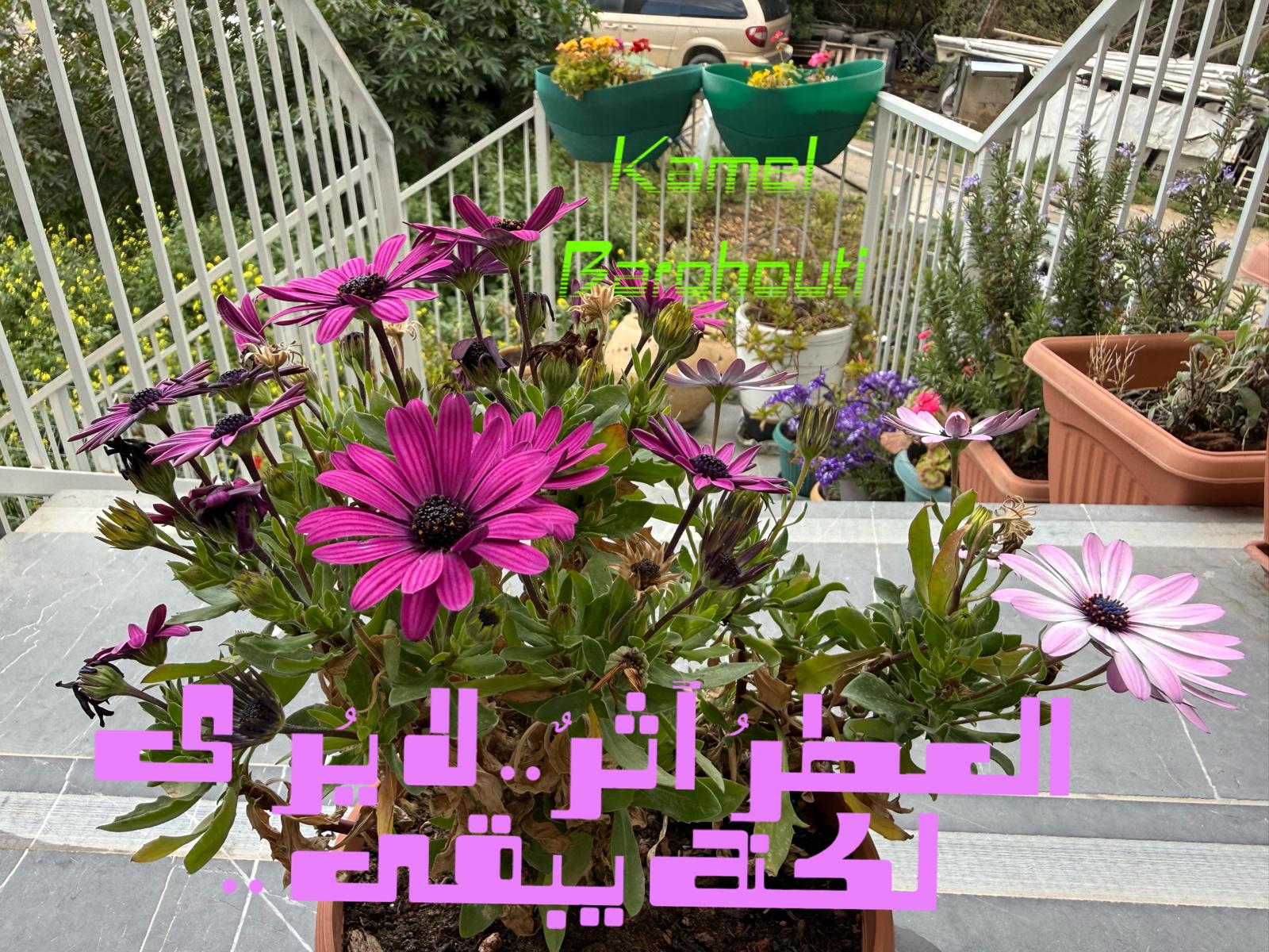 كلام جميل – اقتباس 594