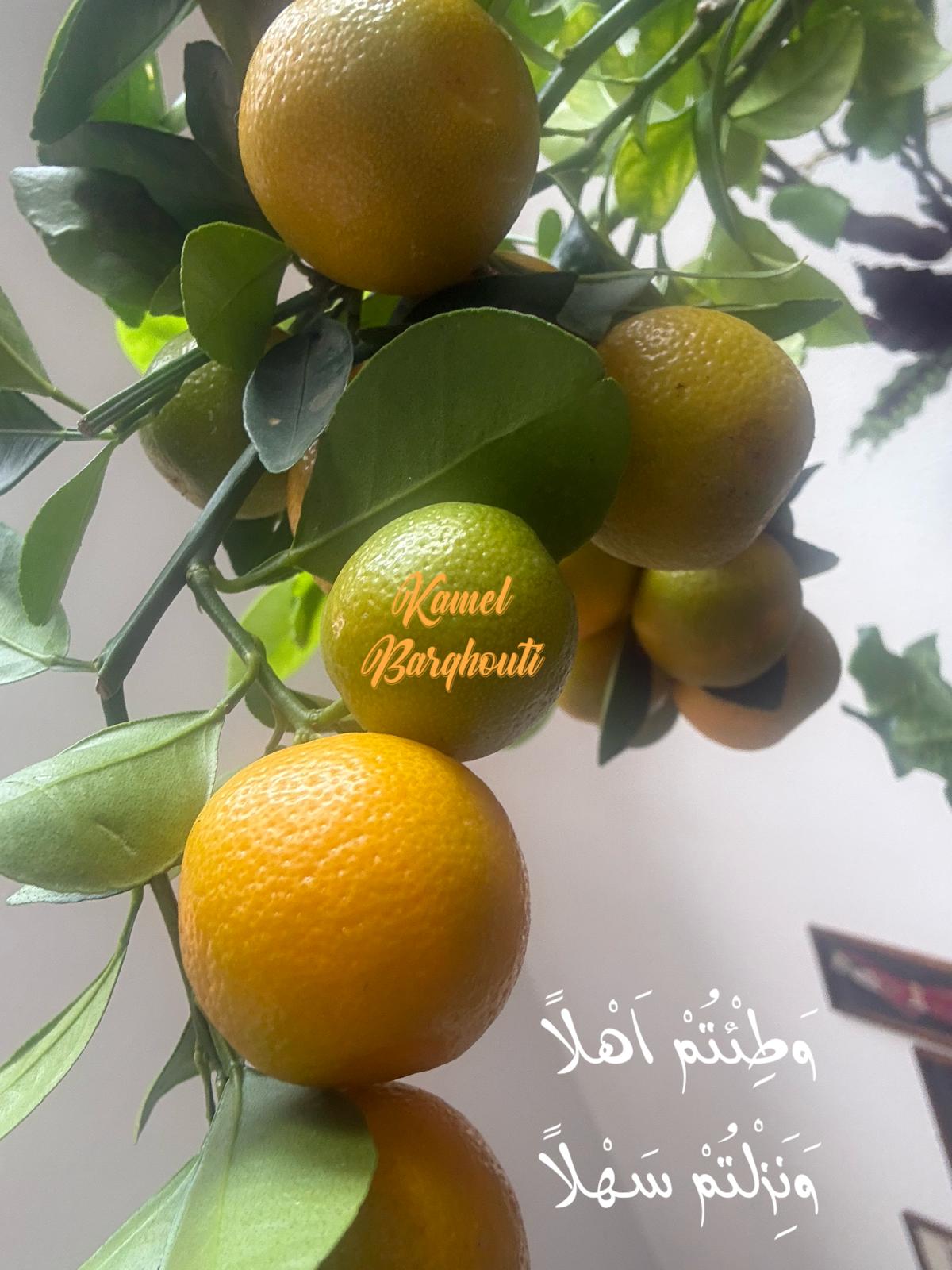 كلام جميل – اقتباس 571