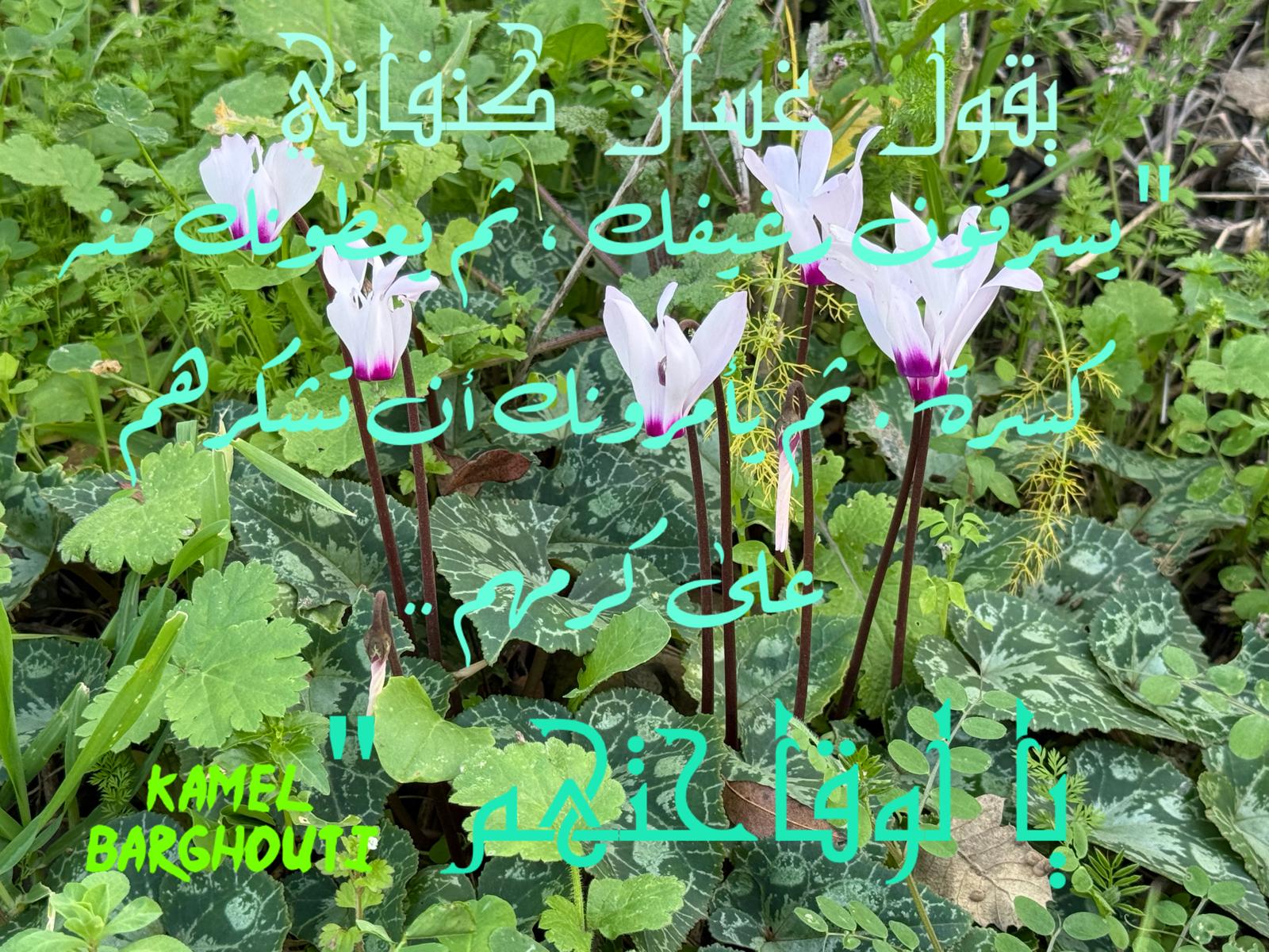 كلام جميل – اقتباس 567