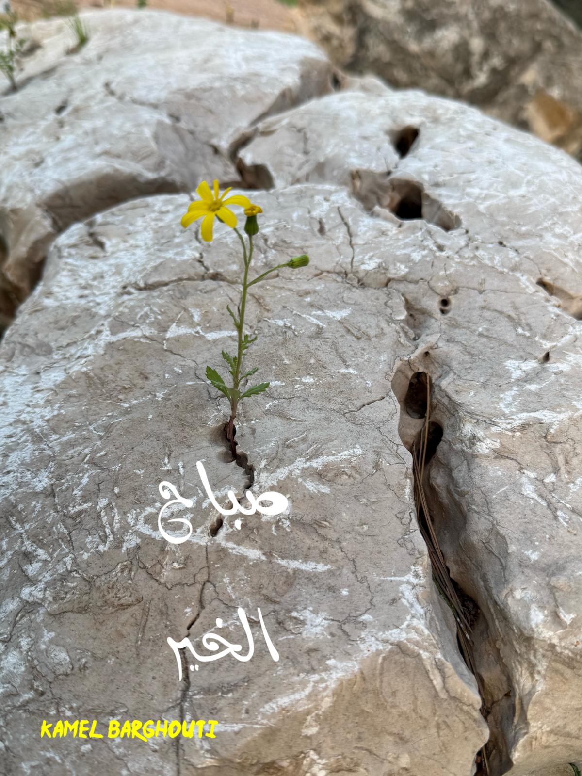 صباح الخير – اقتباس 112