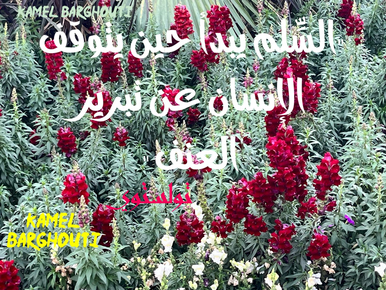 كلام جميل – اقتباس 558
