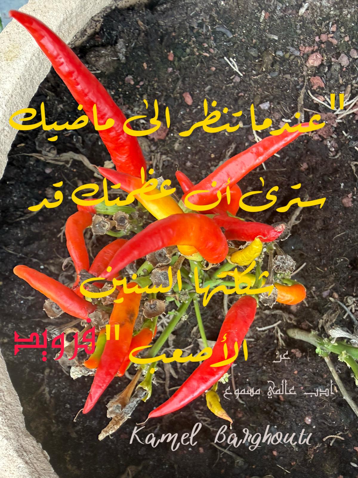 كلام جميل – اقتباس 553