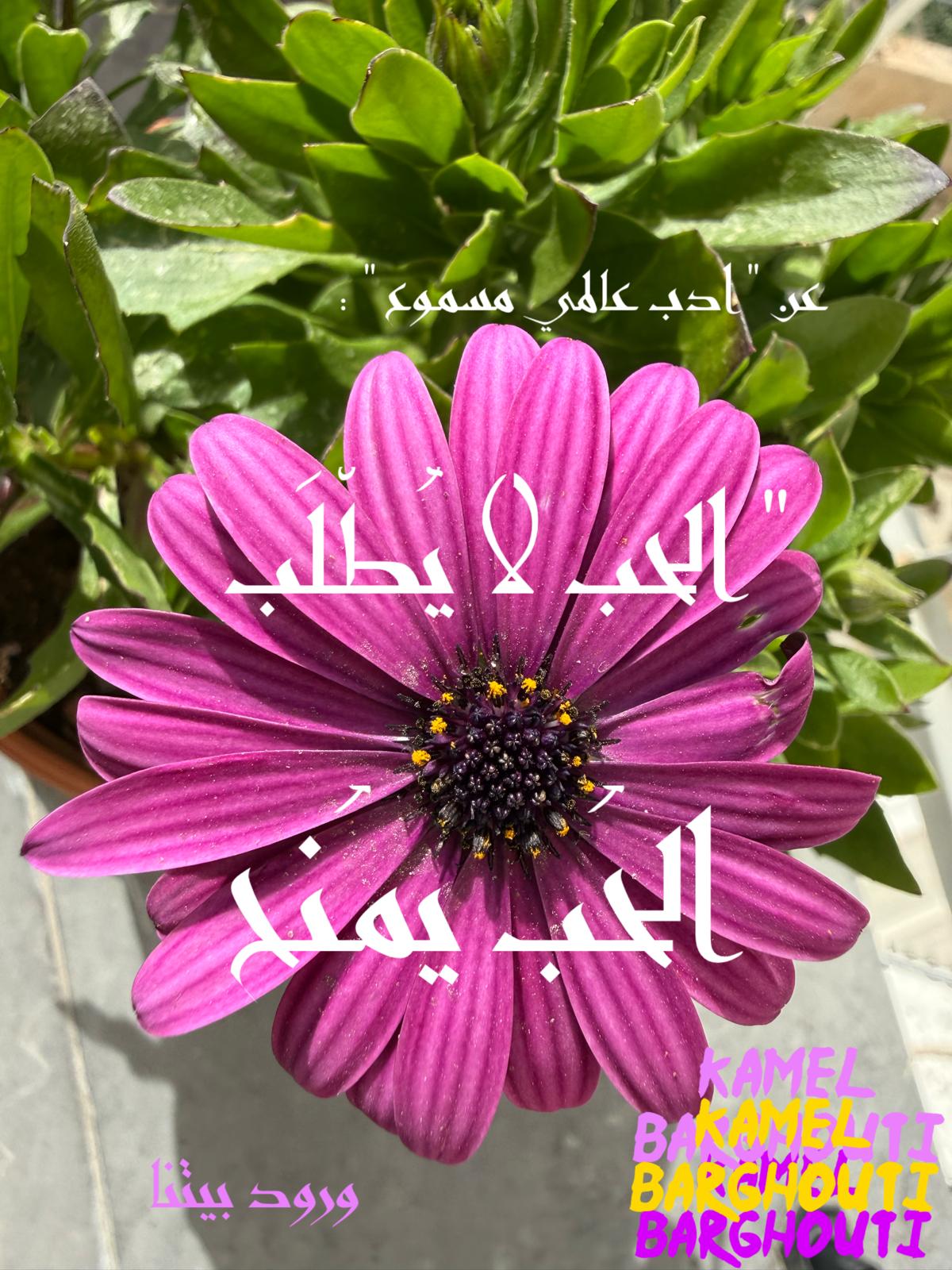 حب وحنين – اقتباس 515