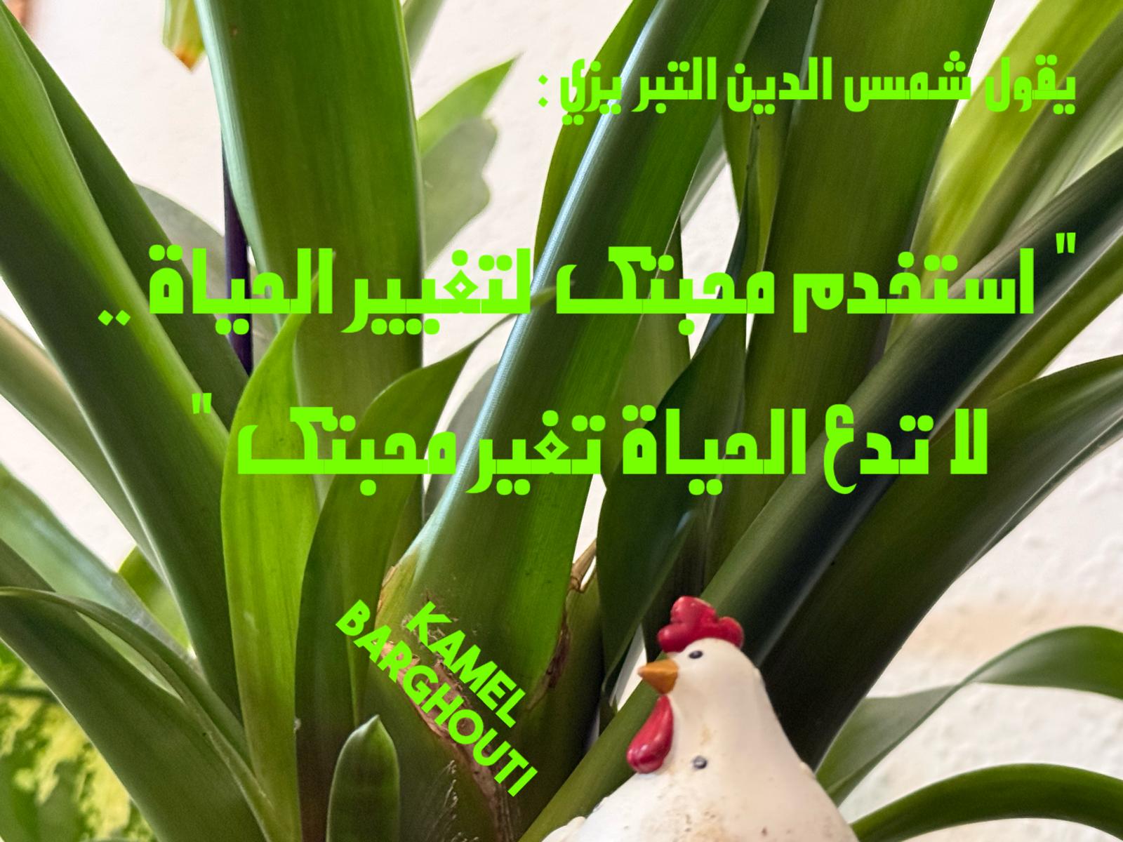 حكمة – اقتباس 246