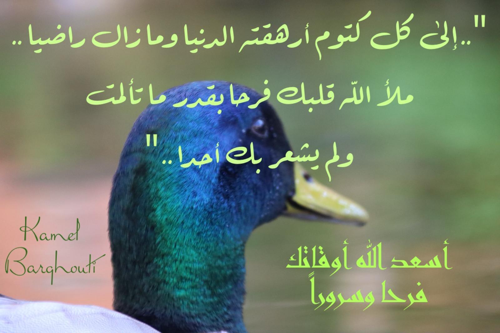 القناعة والصبر – اقتباس 164