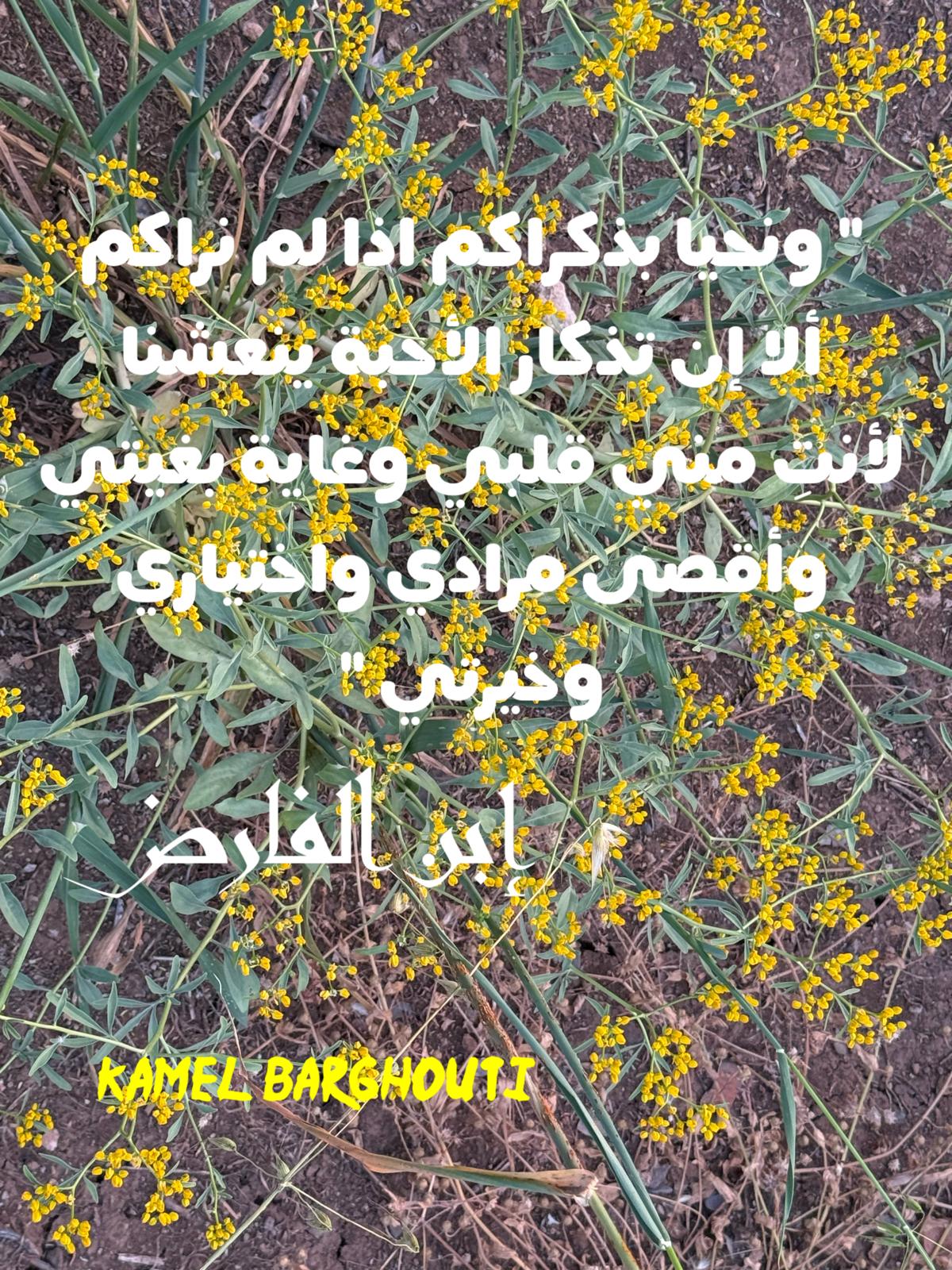 حب وحنين – اقتباس 500