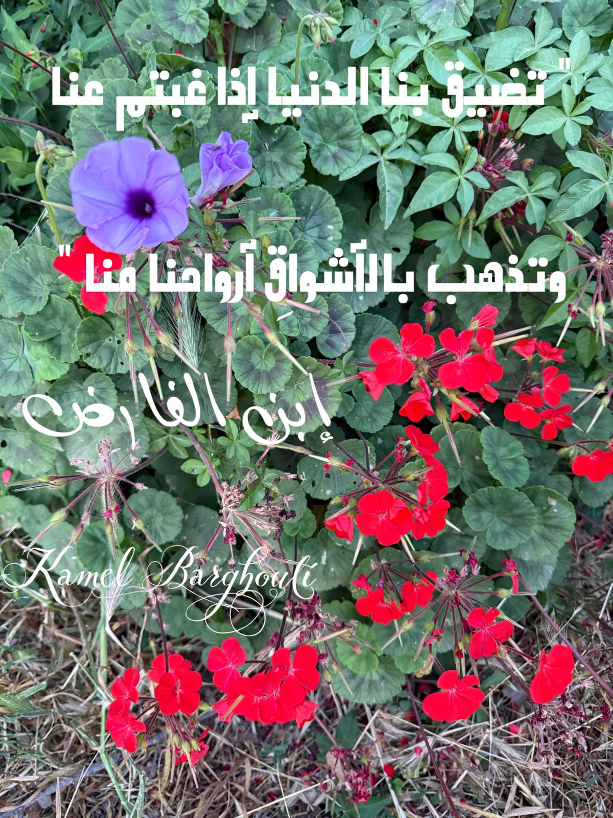 حب وحنين – اقتباس 498