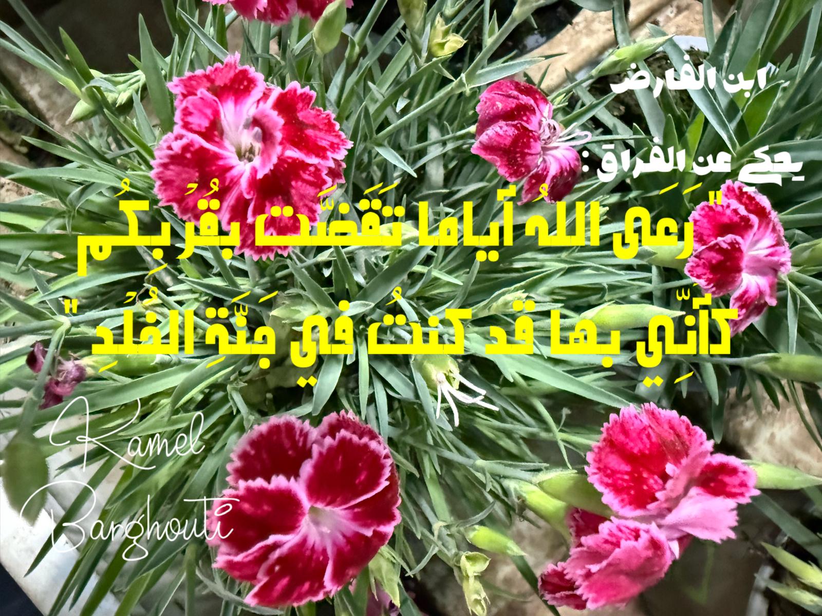 حب وحنين – اقتباس 497