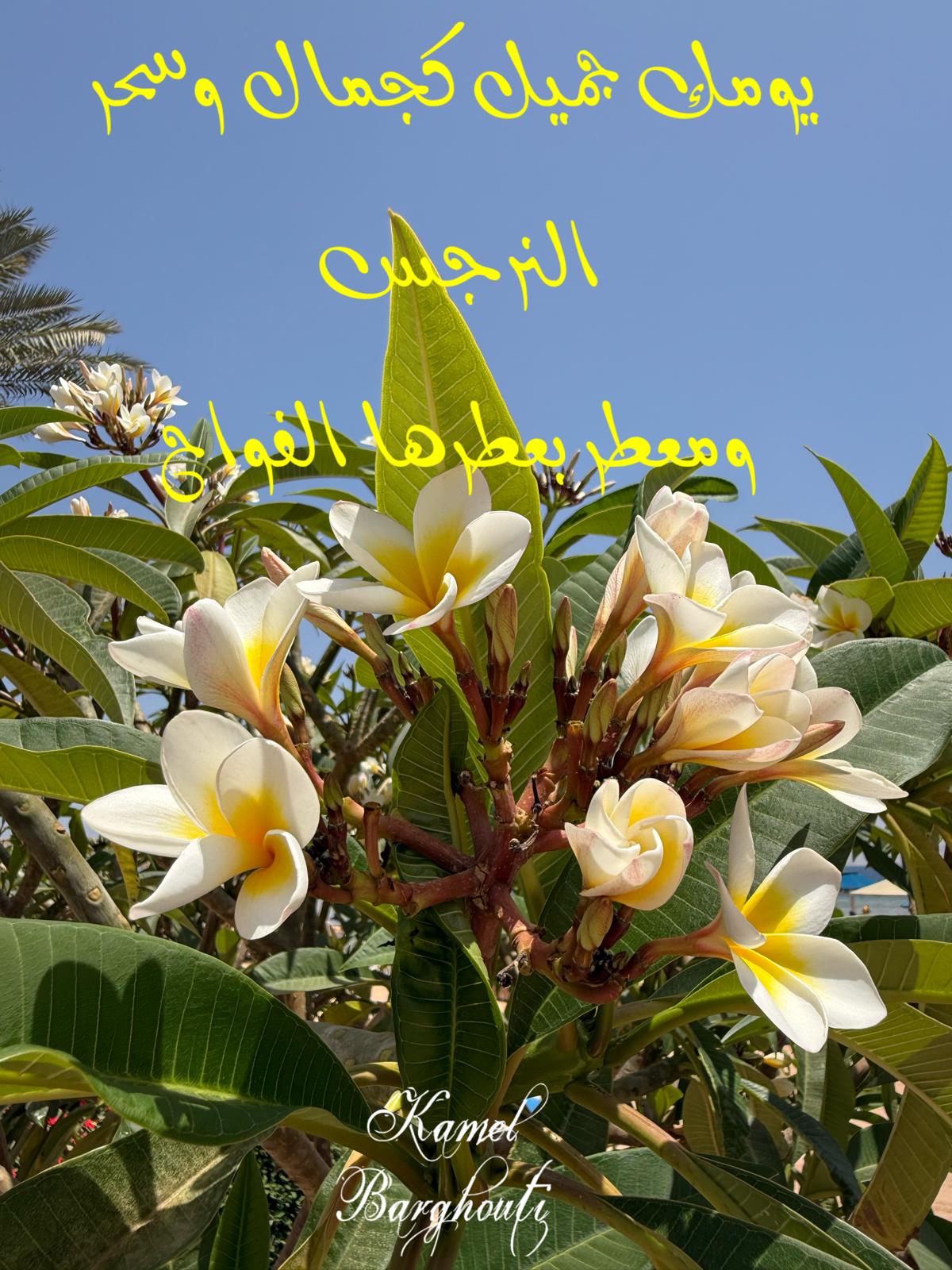 التحيات والتمنيات – اقتباس 24