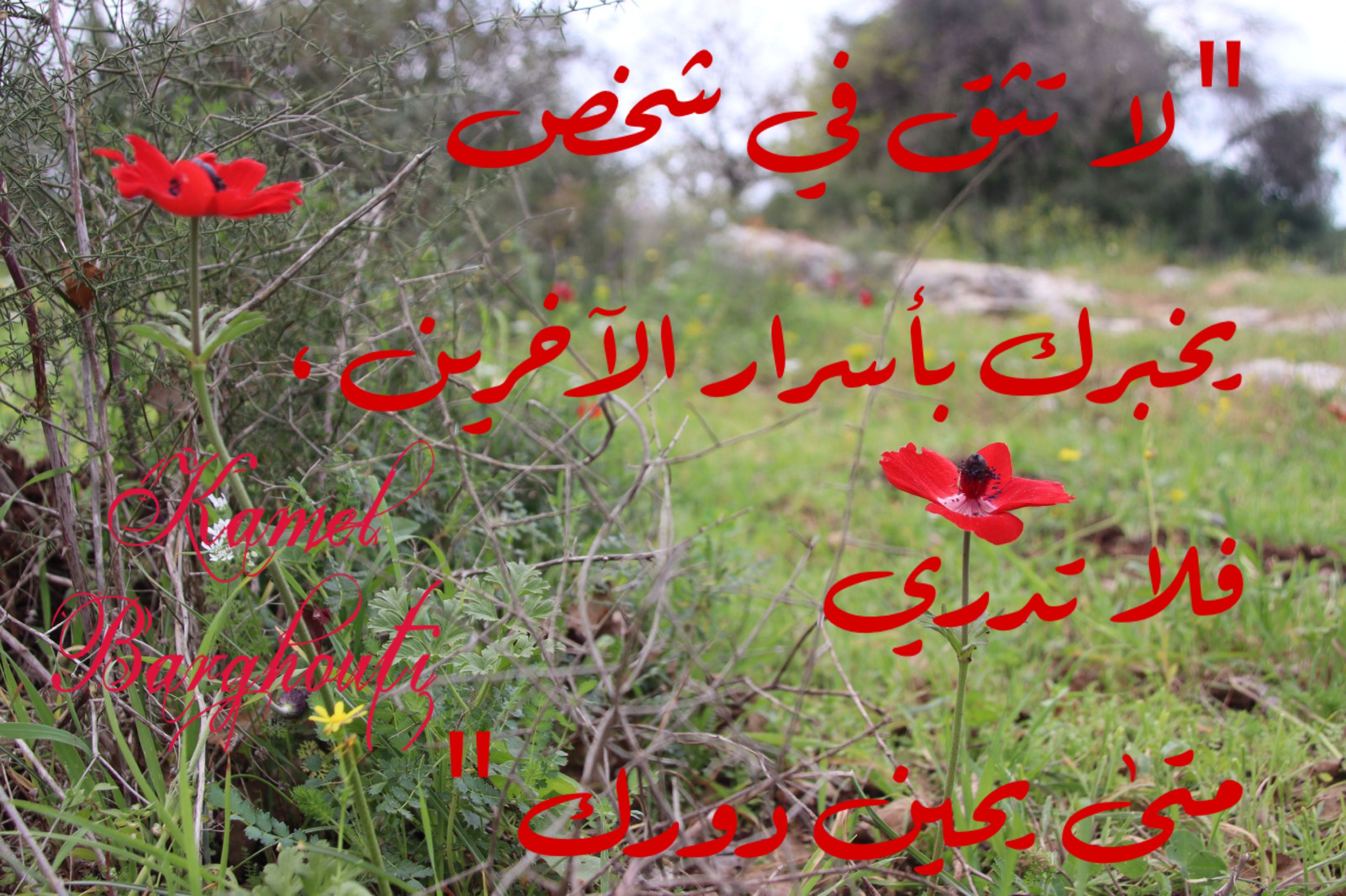حكمة – اقتباس 97