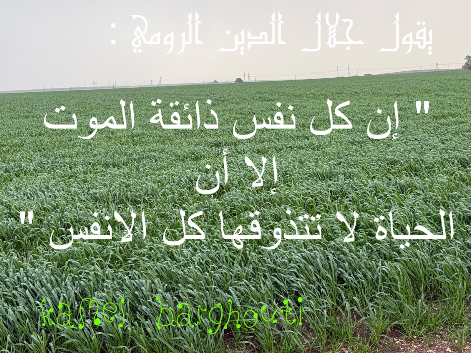 كلام جميل – اقتباس 511