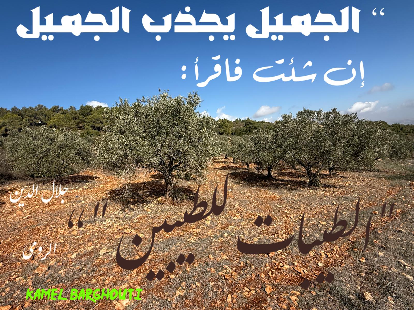 كلام جميل – اقتباس 528