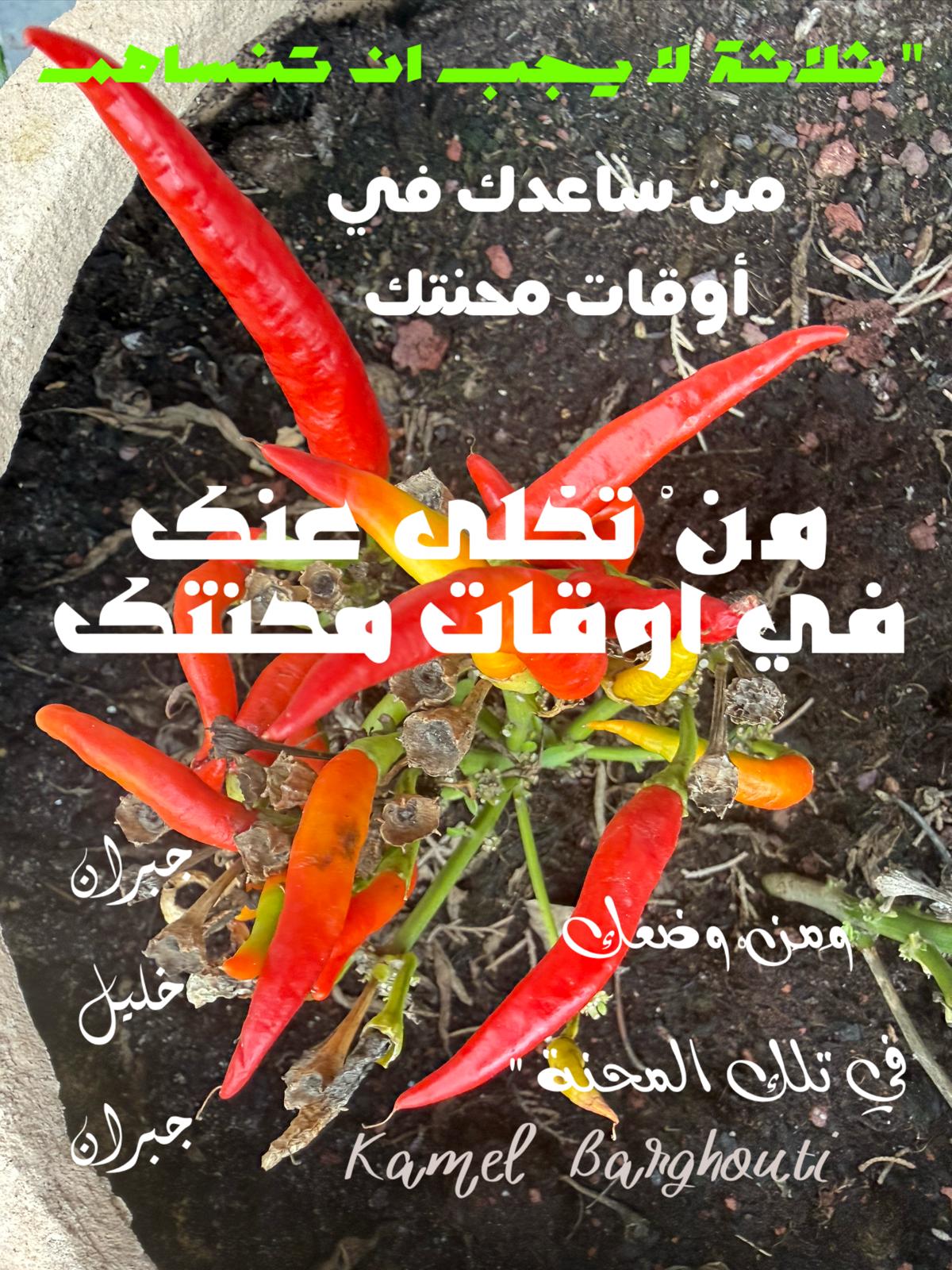 كلام جميل – اقتباس 508