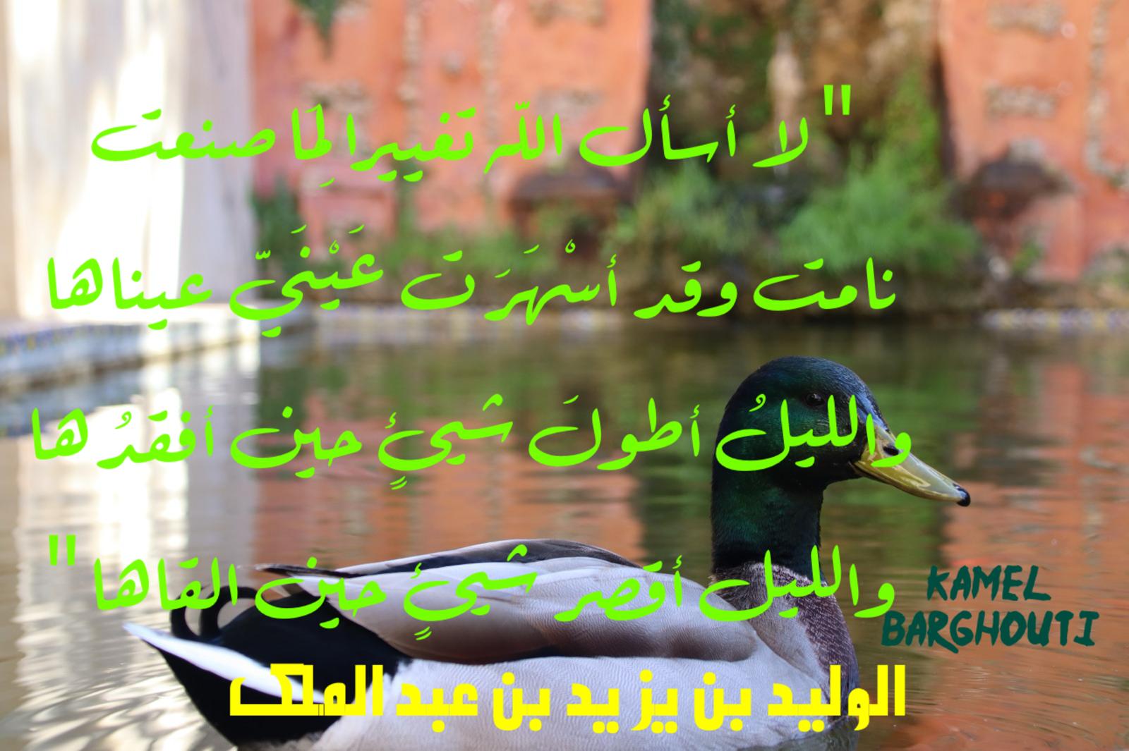 كلام جميل – اقتباس 496