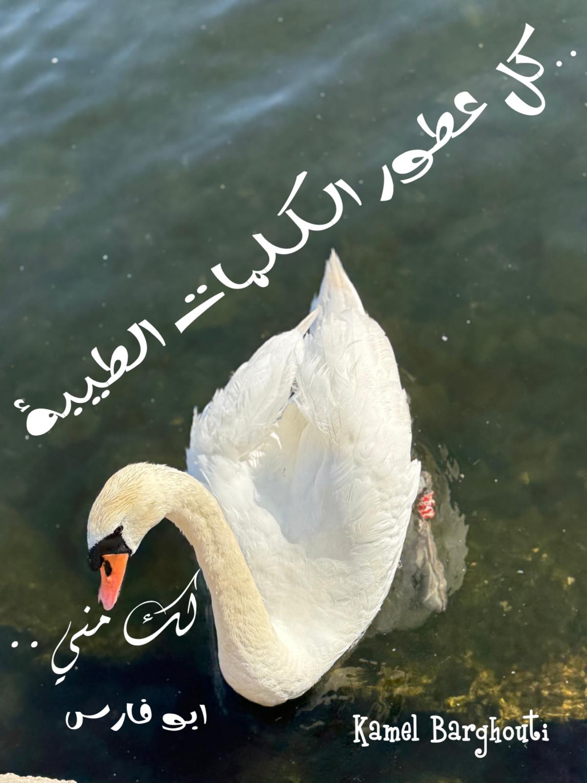 كلام جميل – اقتباس 416