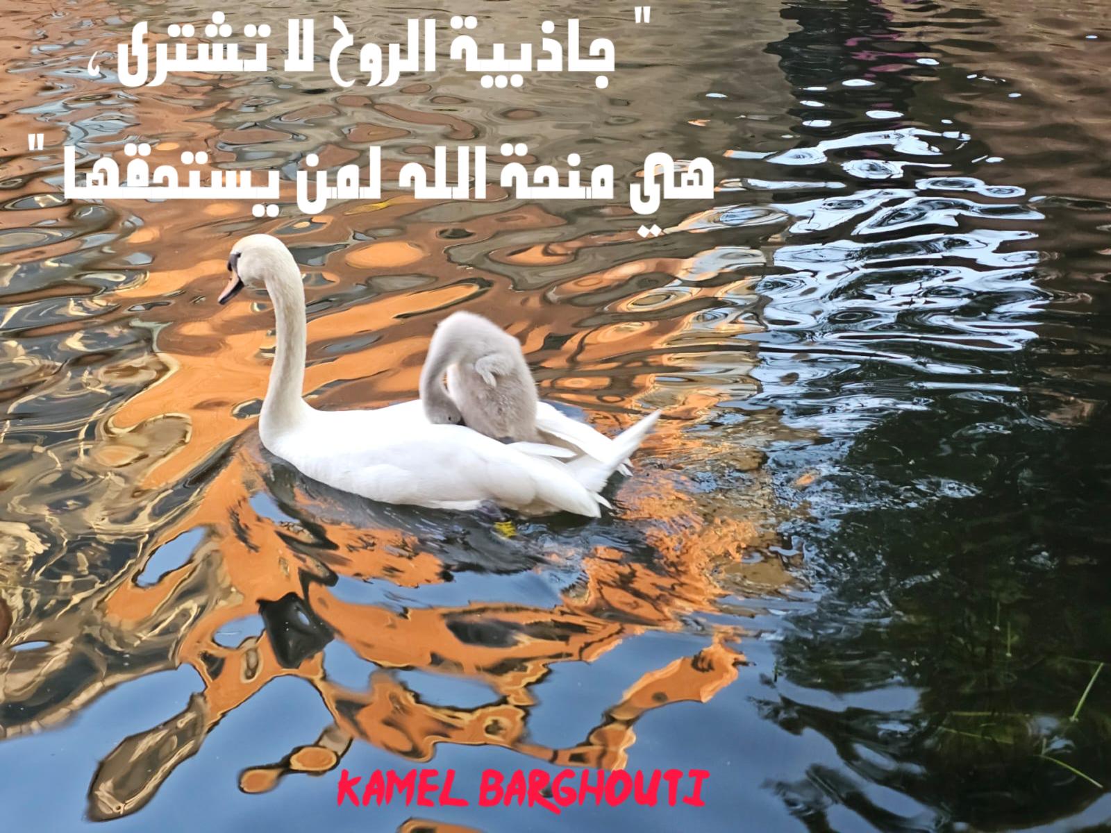 كلام جميل – اقتباس 382