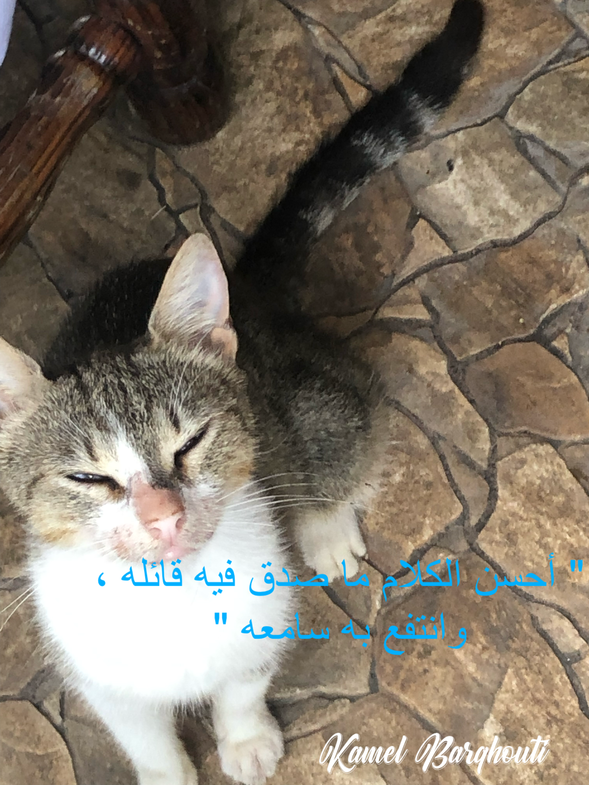 كلام جميل – اقتباس 224