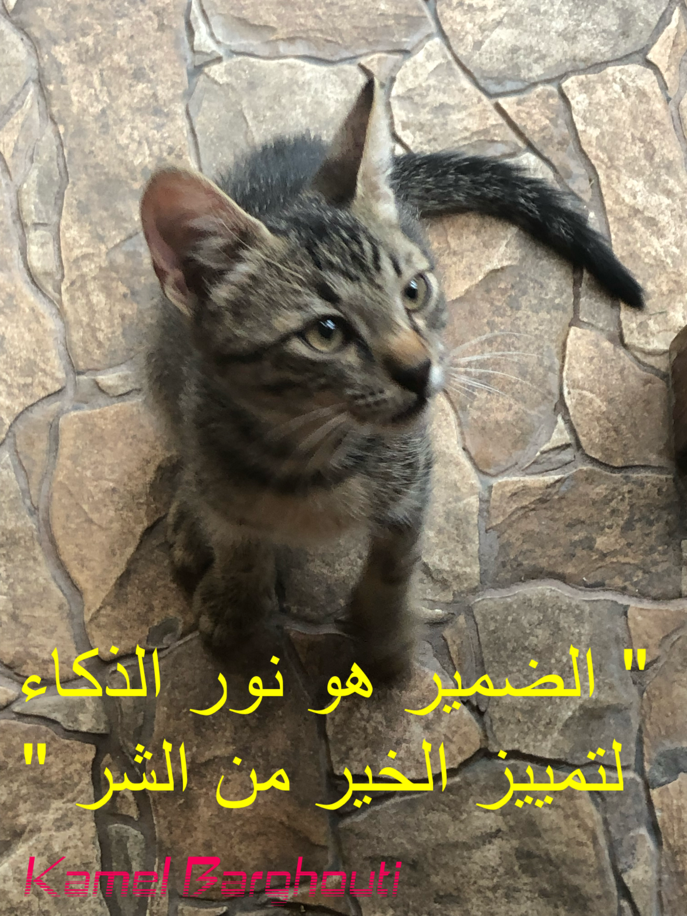 كلام جميل – اقتباس 225