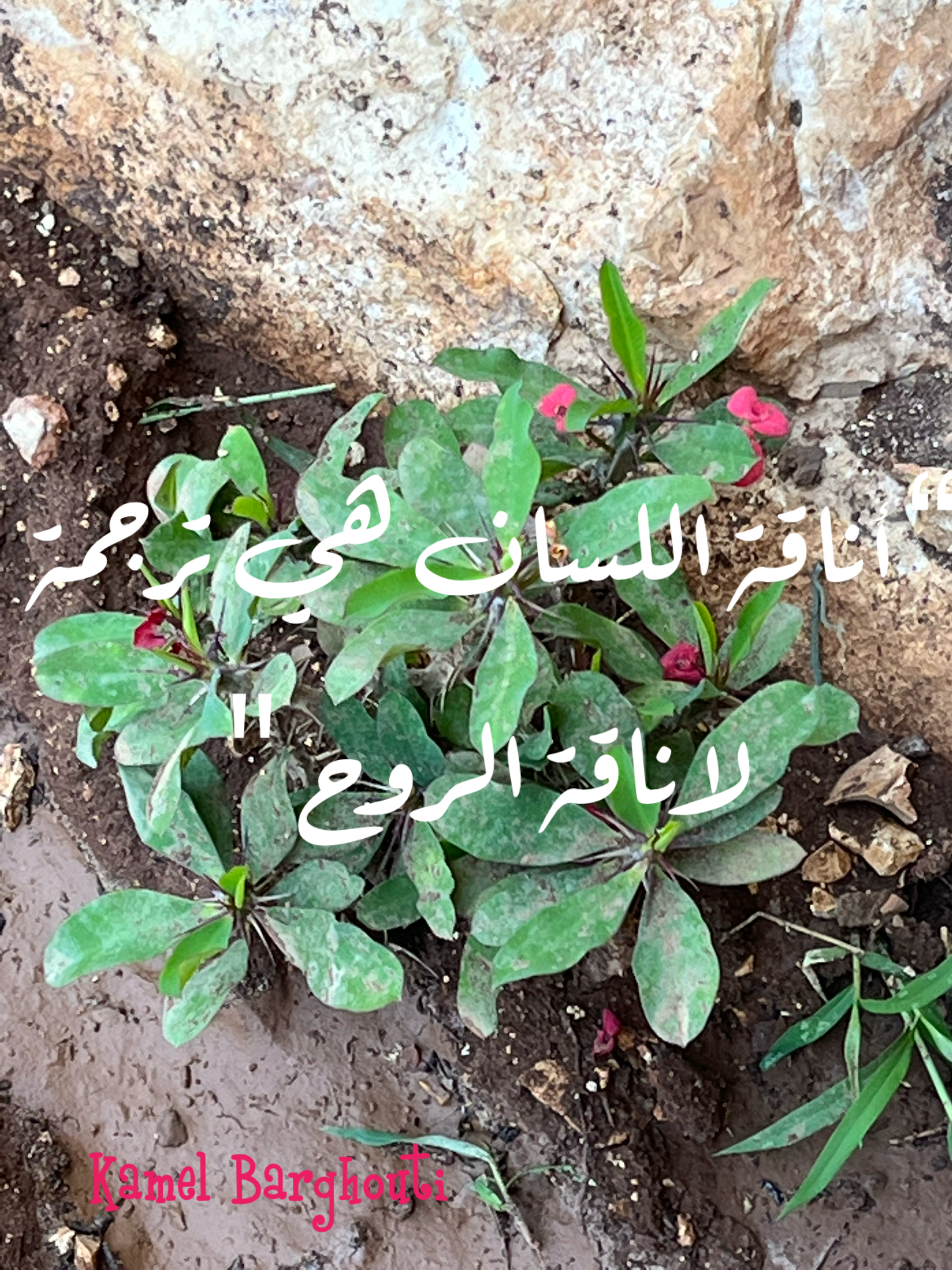 كلام جميل – اقتباس 212
