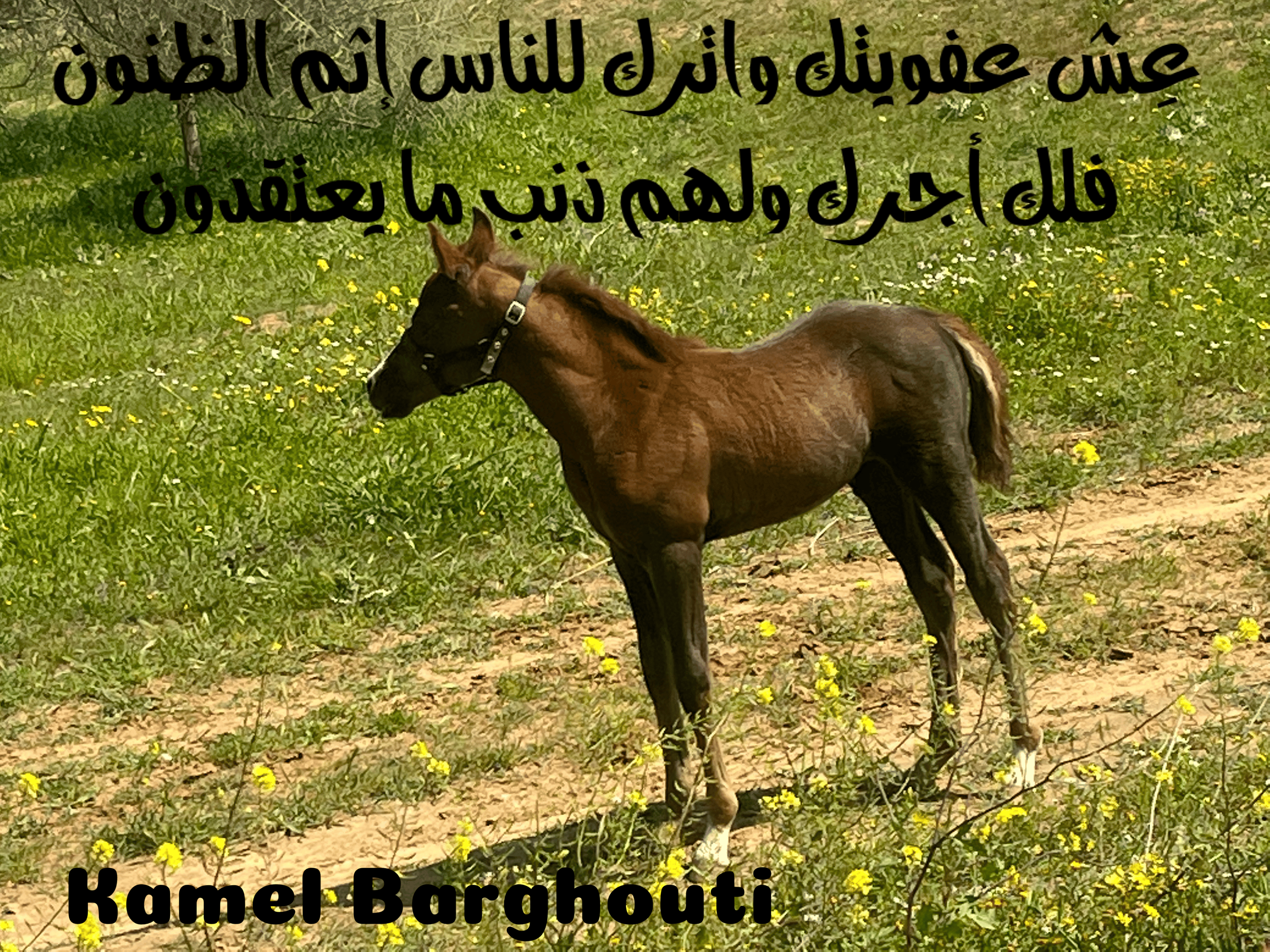 قيم إنسانية – اقتباس 329