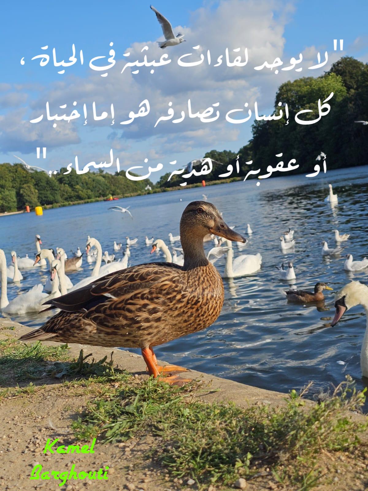اليقين بالله – اقتباس 209