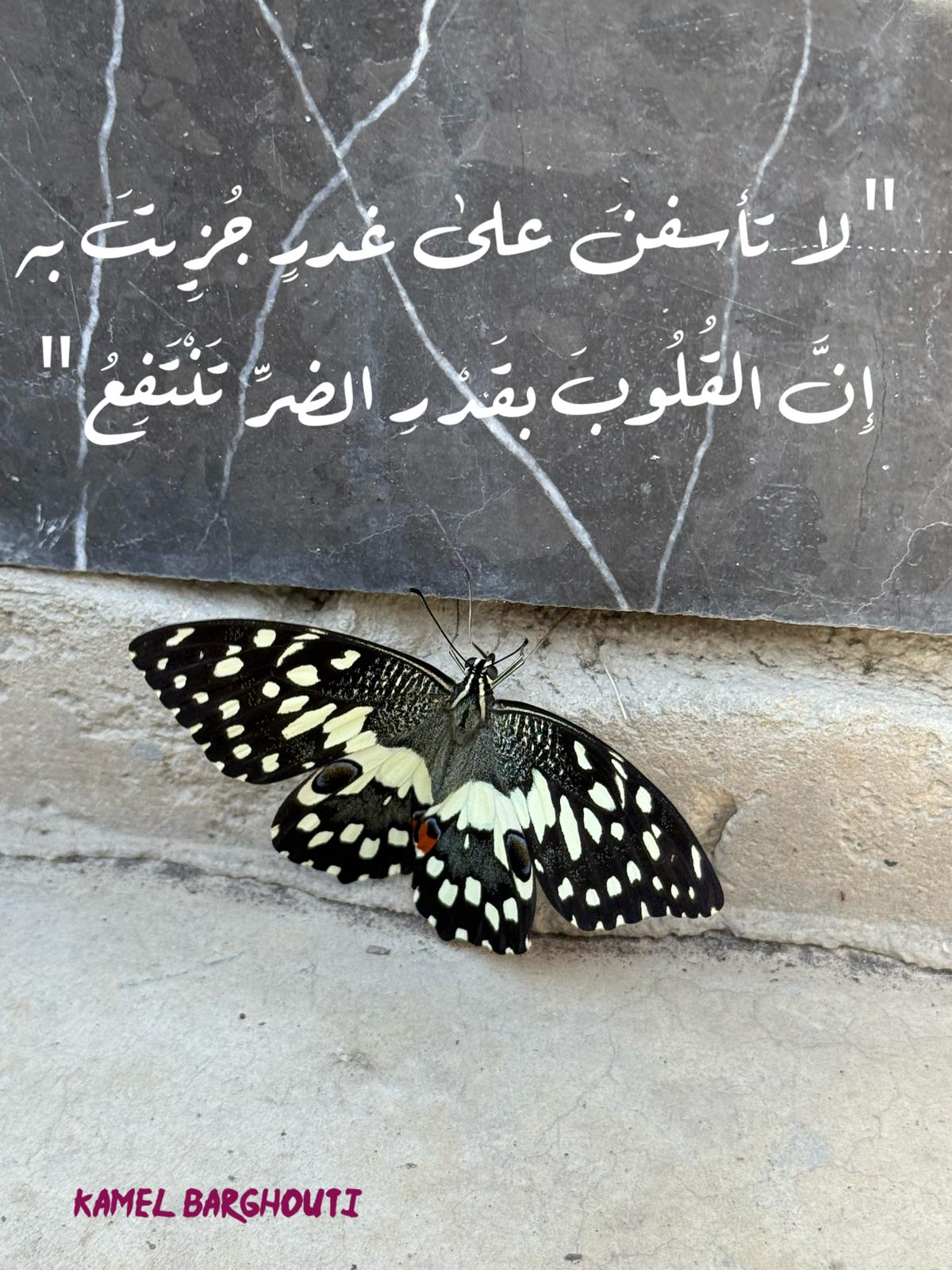 العزيمة والإصرار والثقة بالنفس – اقتباس 252
