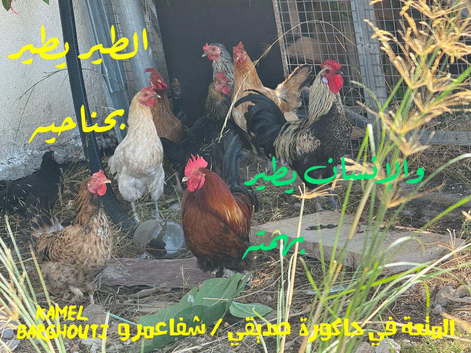 العزيمة والإصرار والثقة بالنفس – اقتباس 261