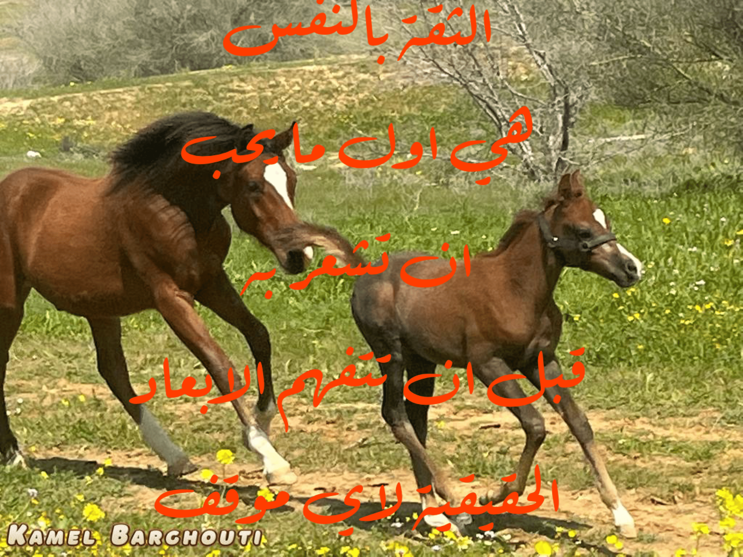 العزيمة والإصرار والثقة بالنفس – اقتباس 142
