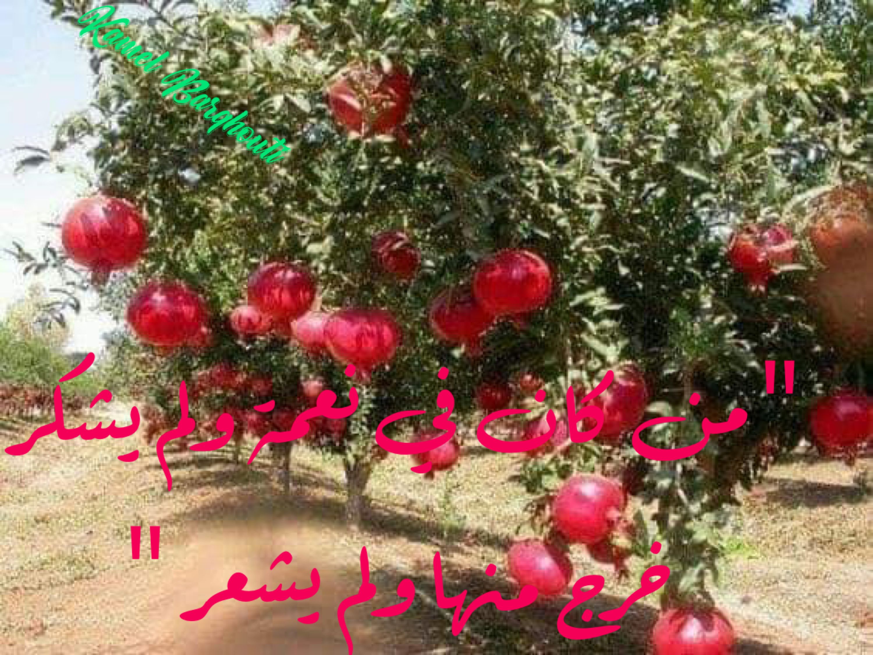 القناعة والصبر – اقتباس 77