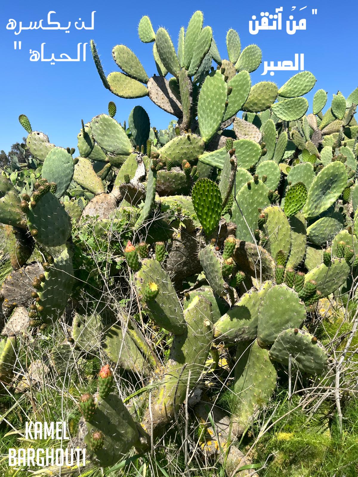 القناعة والصبر – اقتباس 12