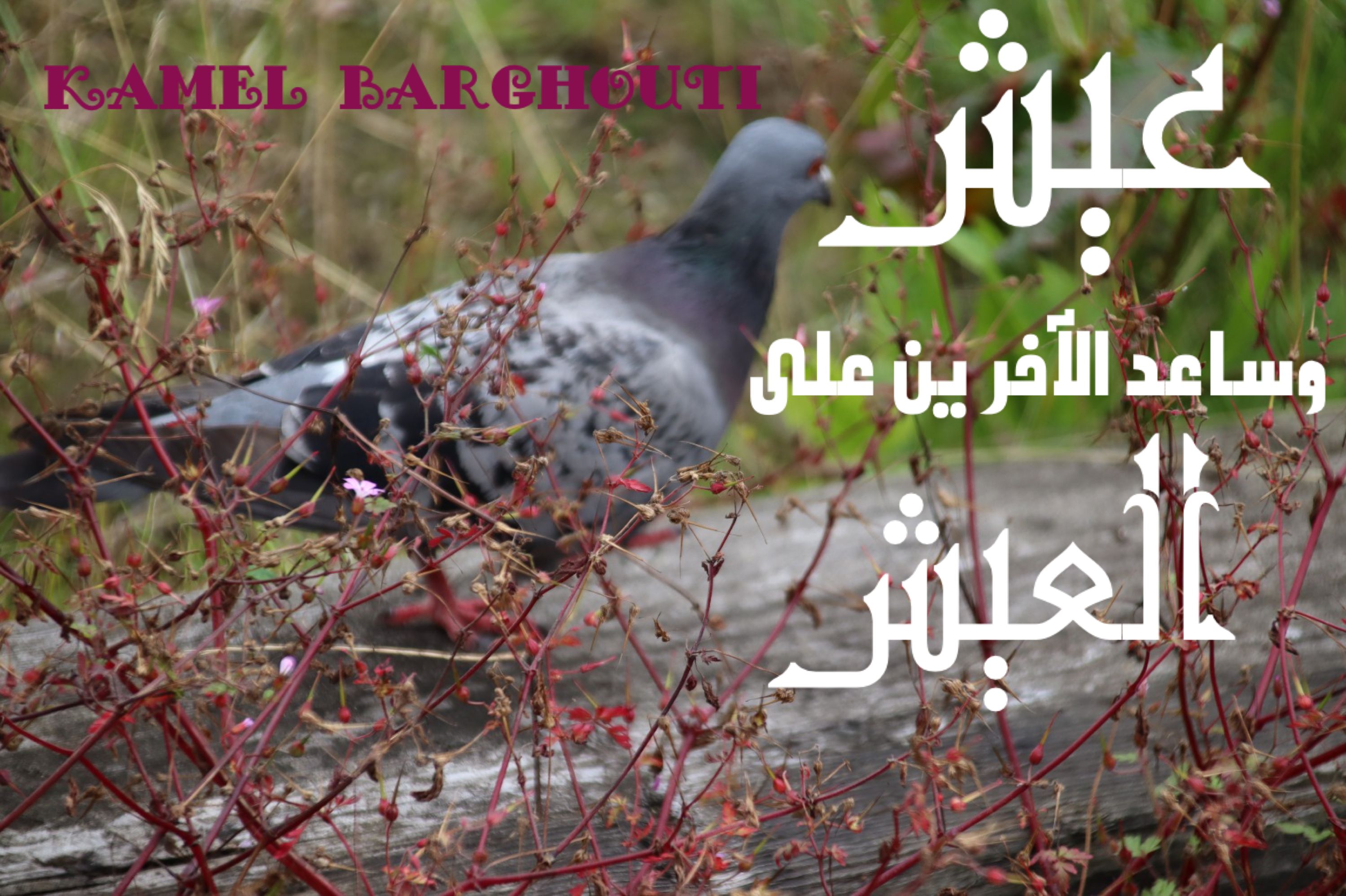 الكرم والعطاء – اقتباس 69