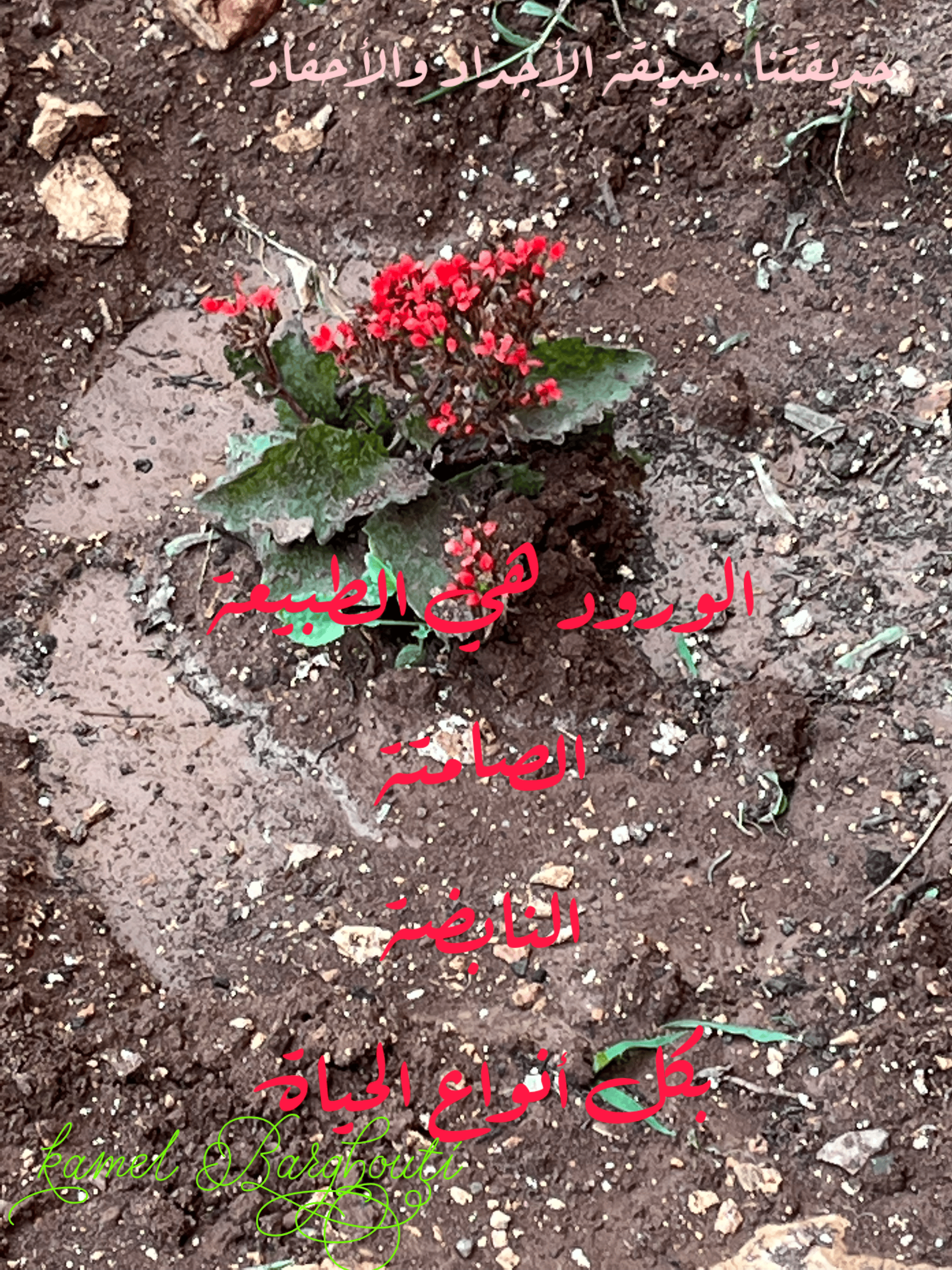 تفاؤل, أمل, وسعادة – اقتباس 161
